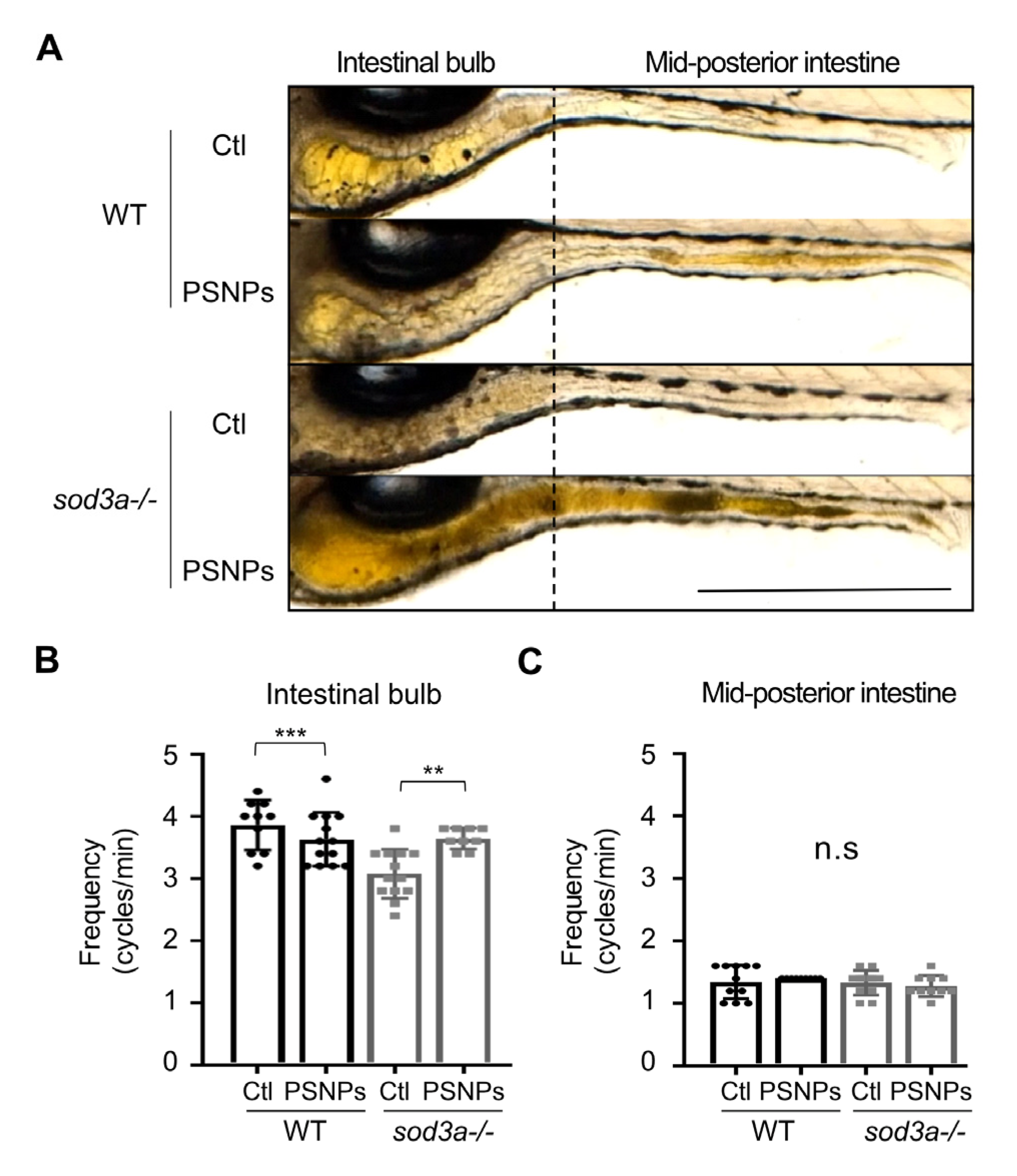 Antioxidants 14 01378 g004