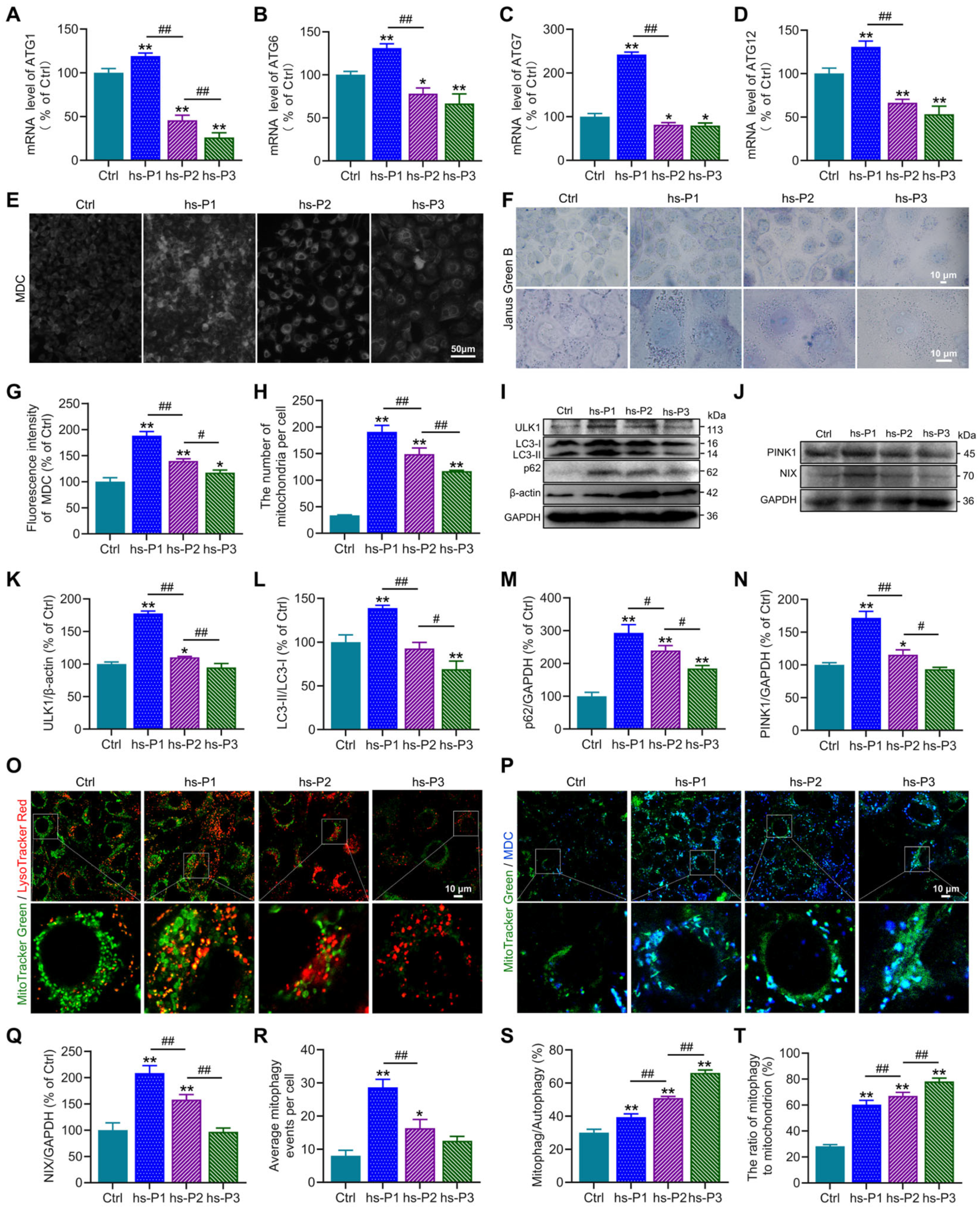 Antioxidants 14 01381 g004