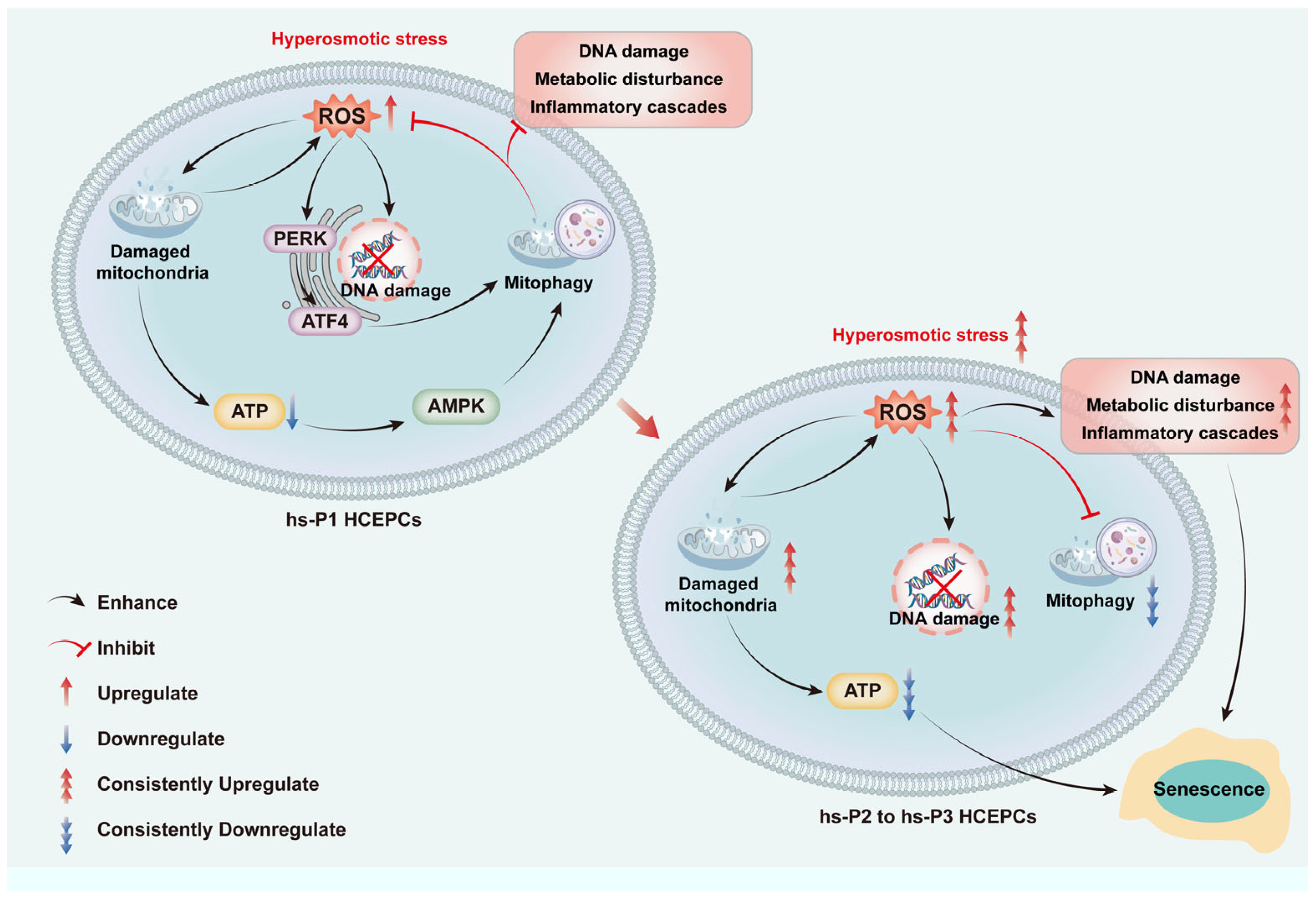 Antioxidants 14 01381 g008