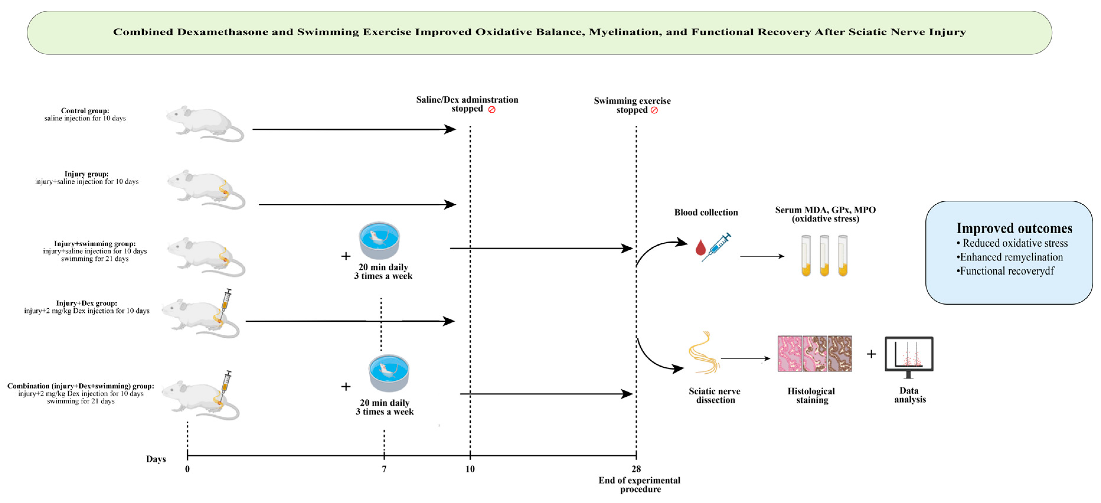Antioxidants 14 01382 g001