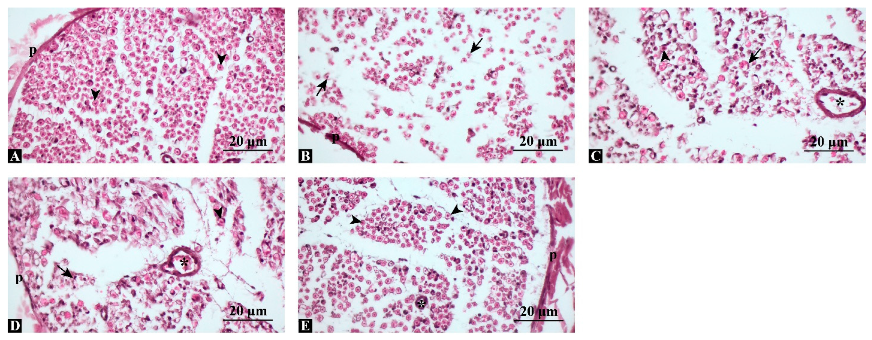 Antioxidants 14 01382 g002