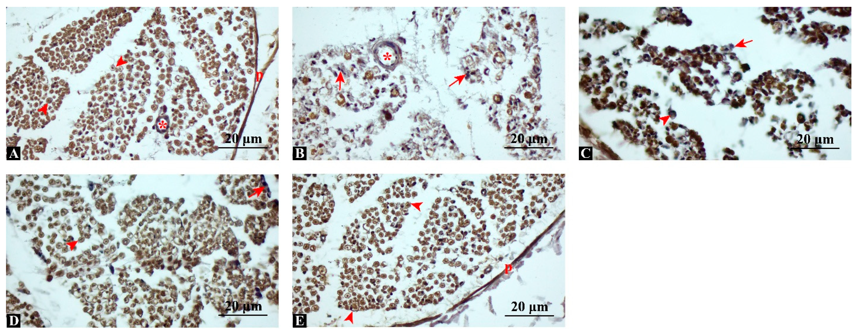 Antioxidants 14 01382 g004