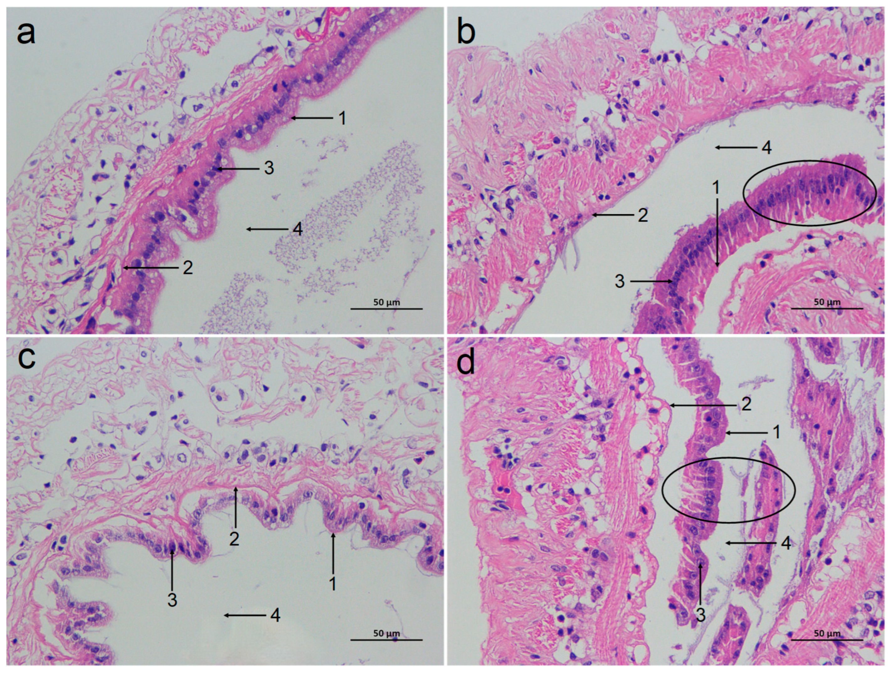 Antioxidants 14 01383 g002
