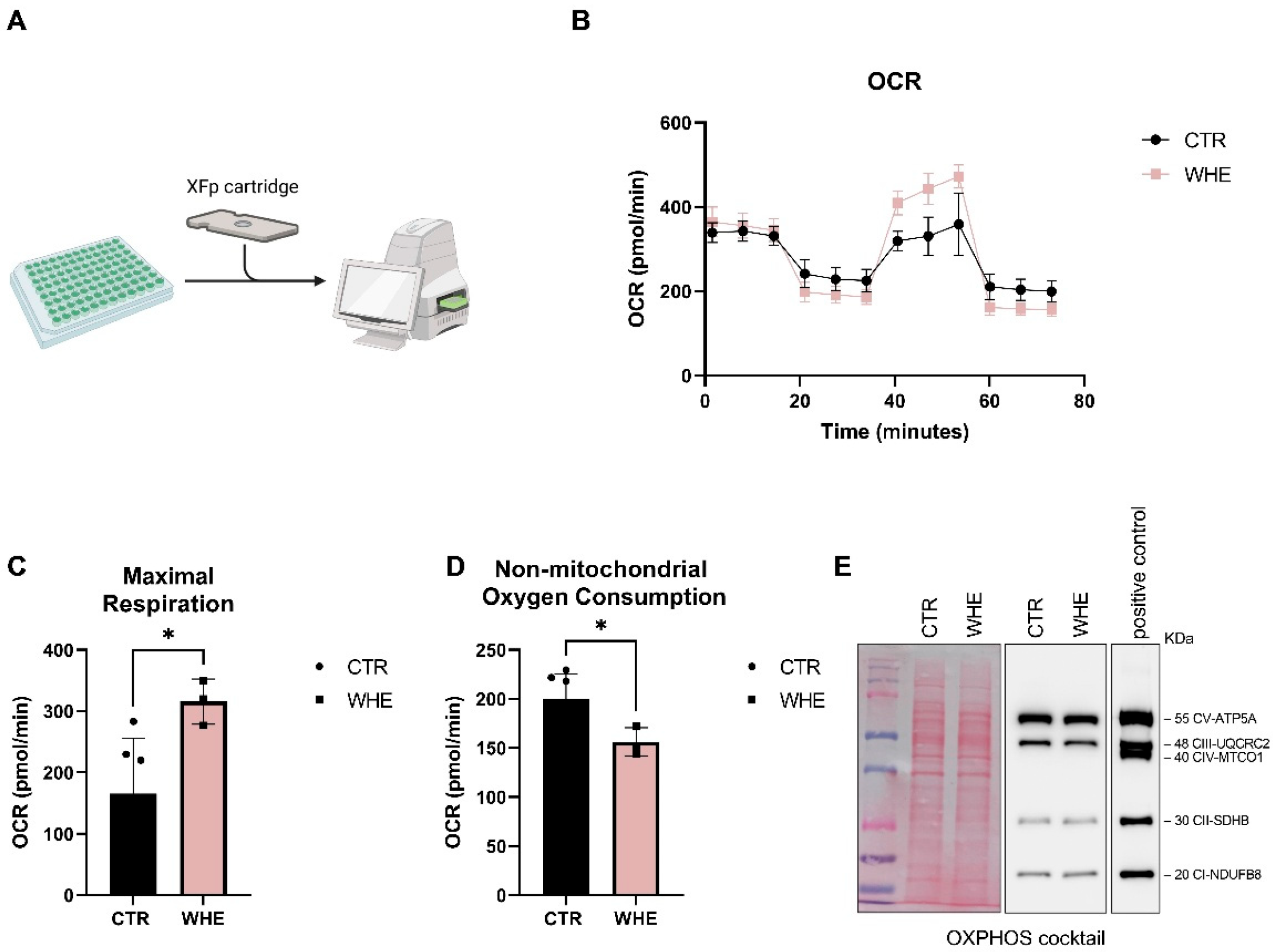 Antioxidants 14 01385 g004