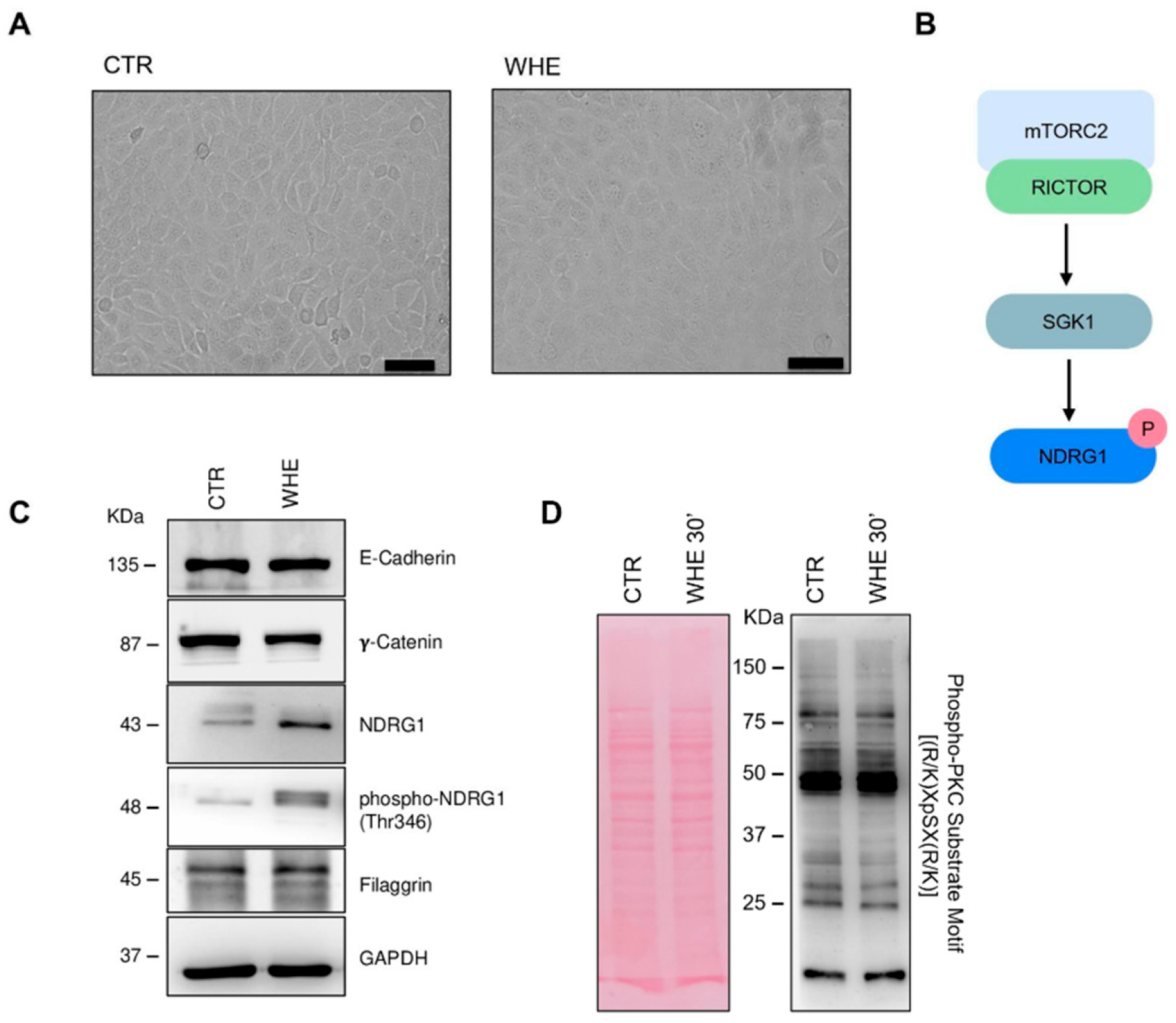 Antioxidants 14 01385 g005
