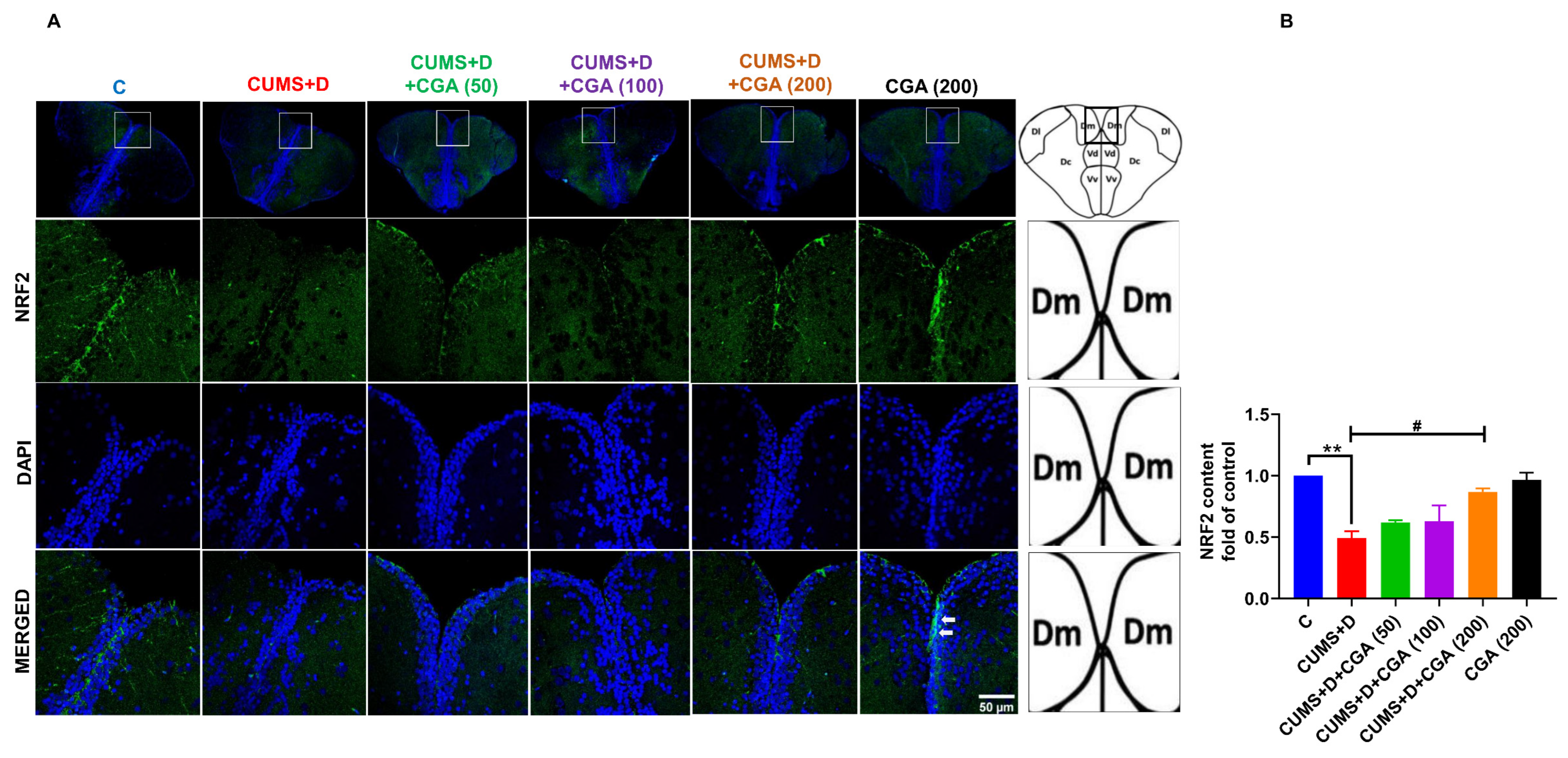 Antioxidants 14 01386 g005