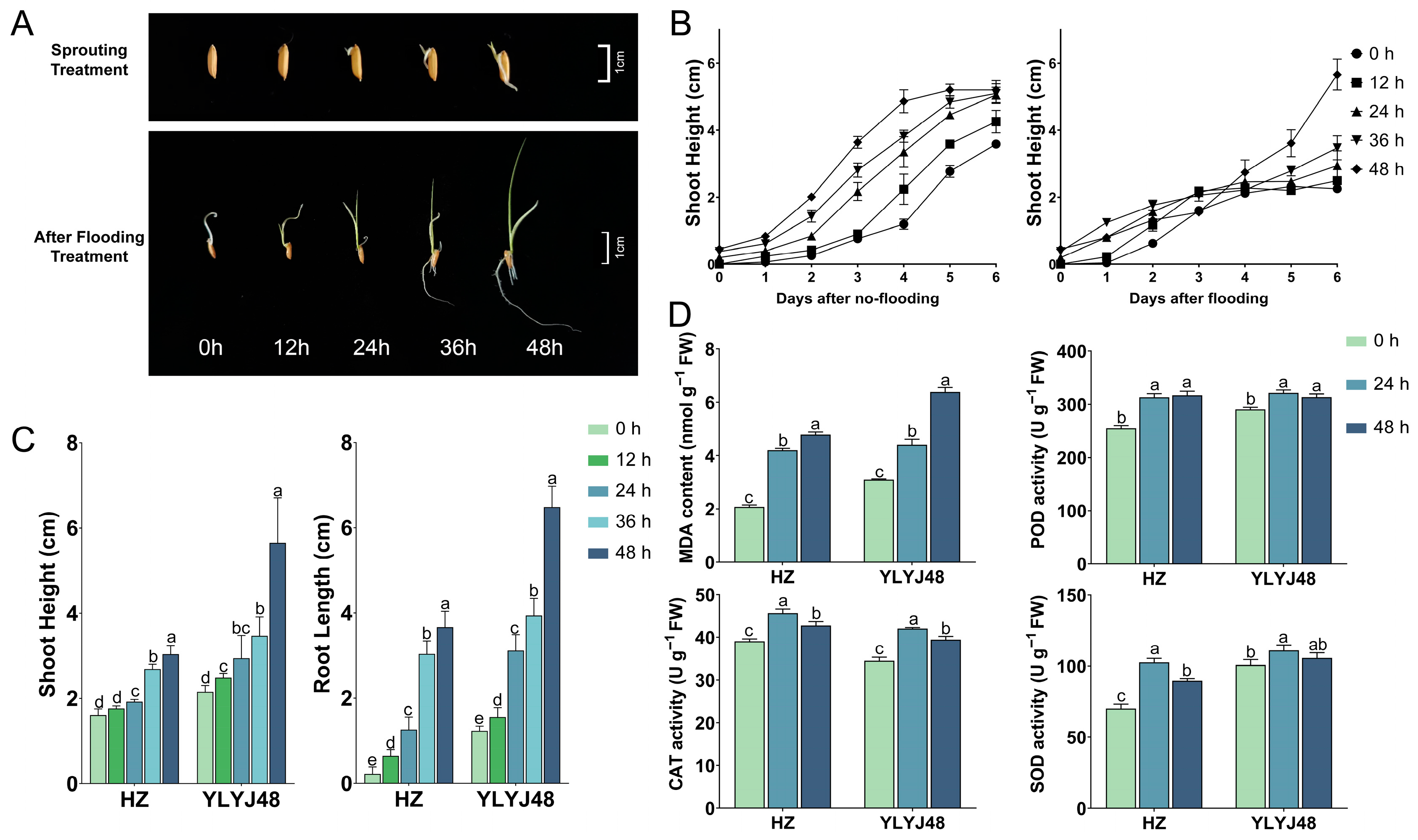 Antioxidants 14 01387 g001