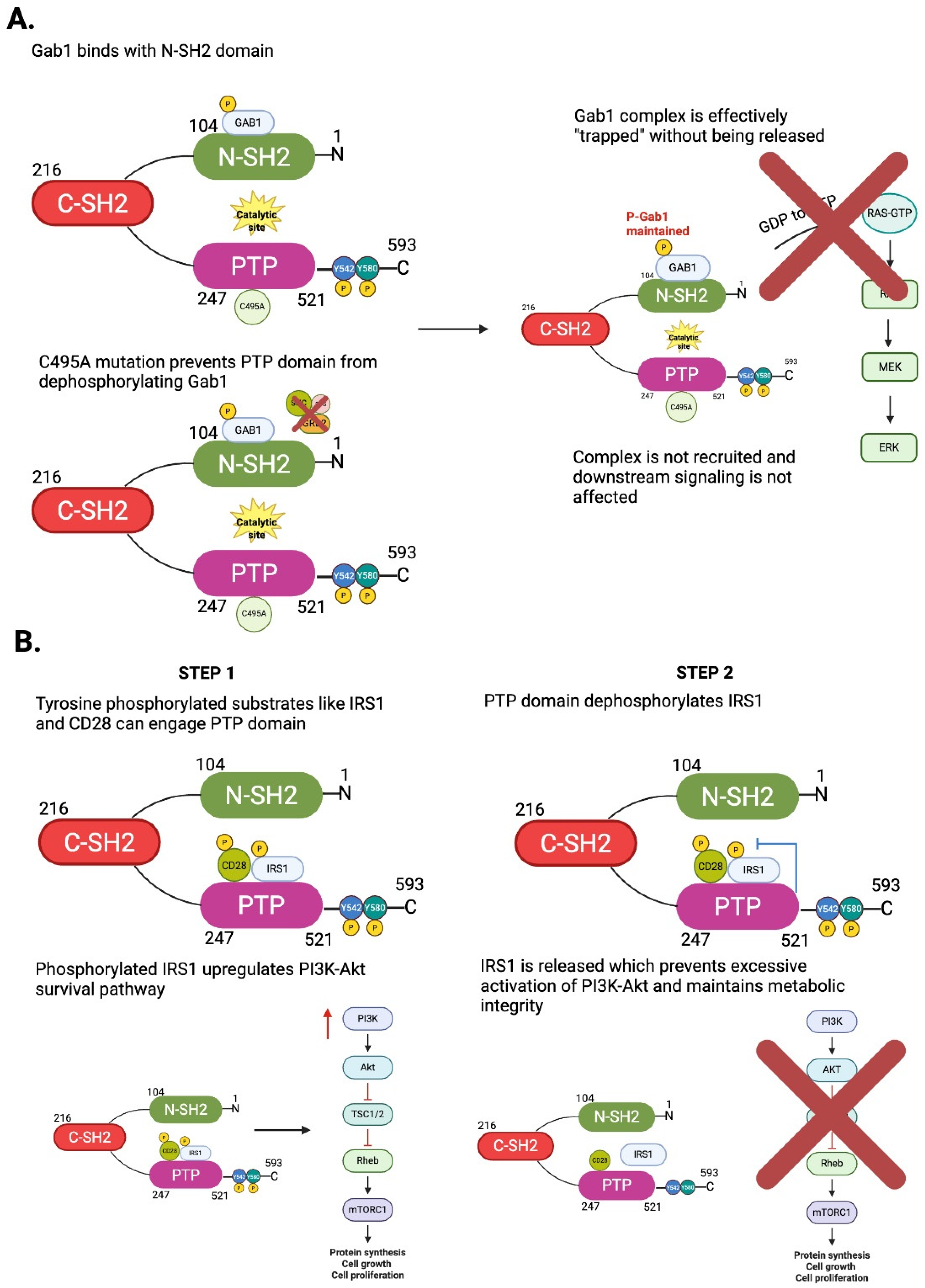 Antioxidants 14 01388 g002