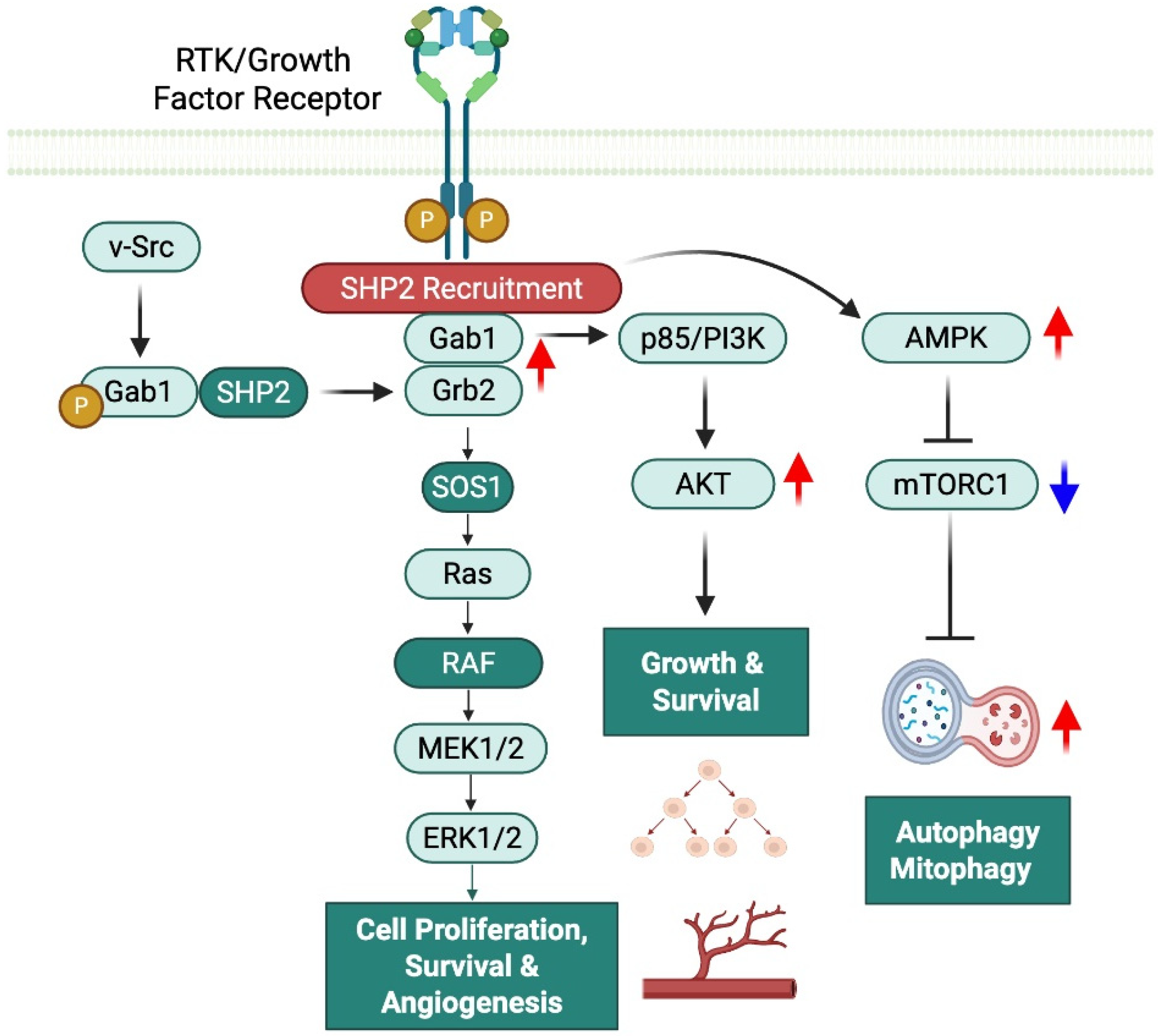 Antioxidants 14 01388 g003