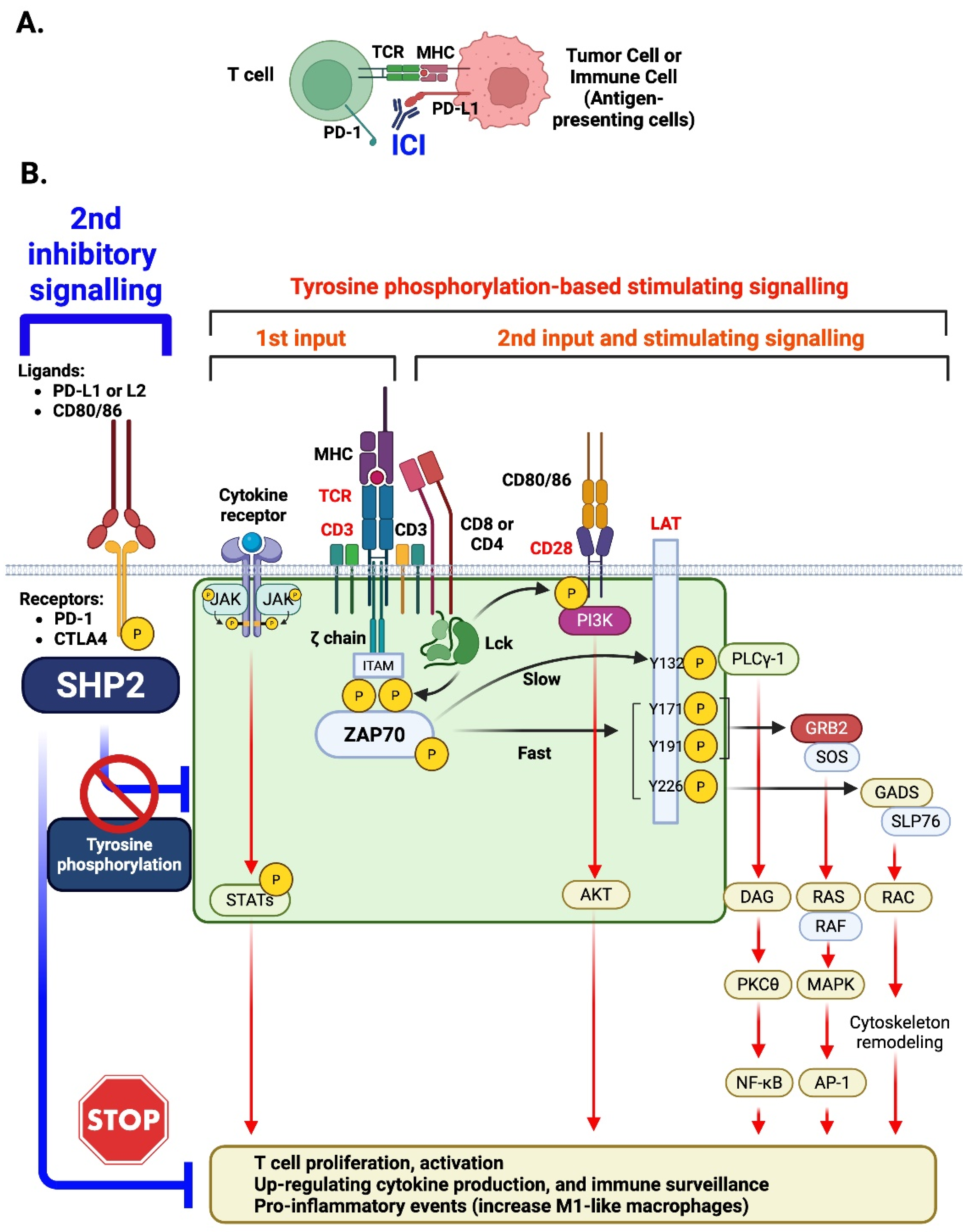 Antioxidants 14 01388 g004