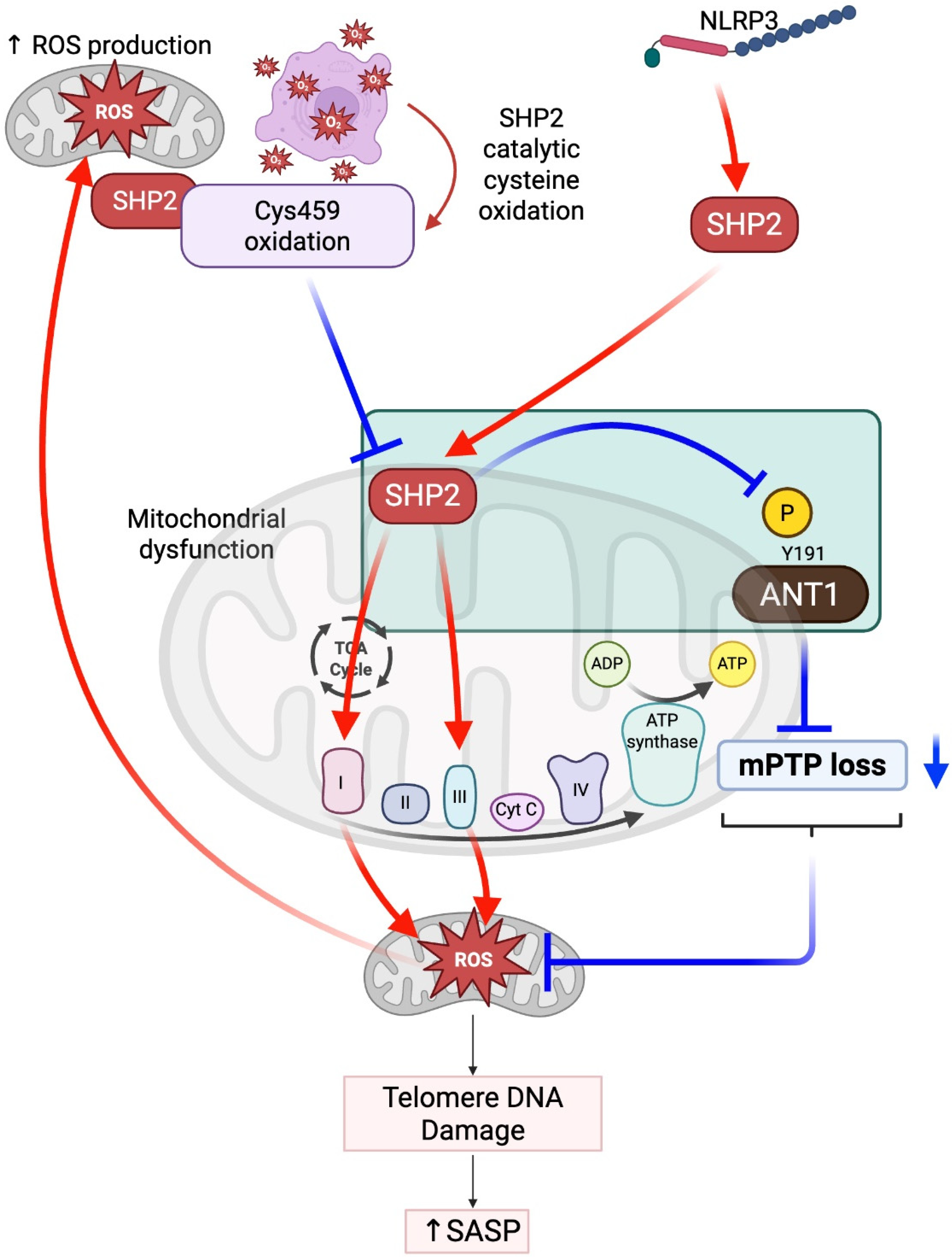 Antioxidants 14 01388 g005