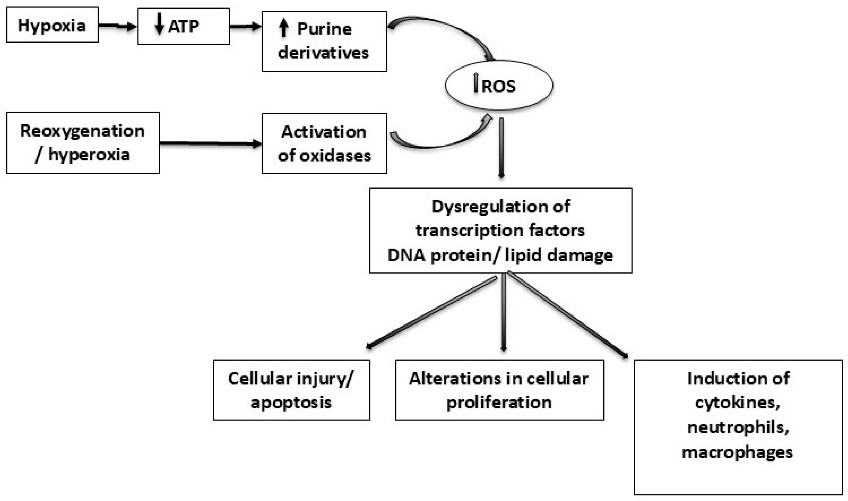 Antioxidants 14 01389 g001
