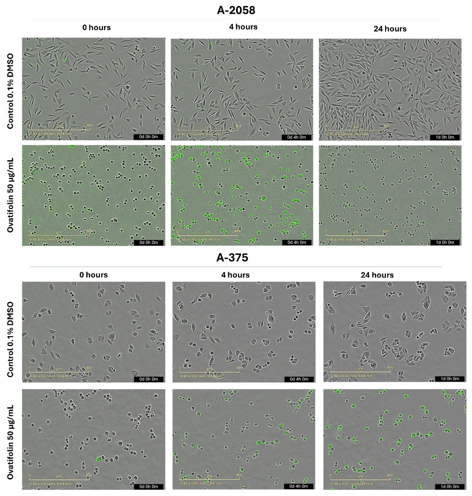 Antioxidants 14 01392 g004