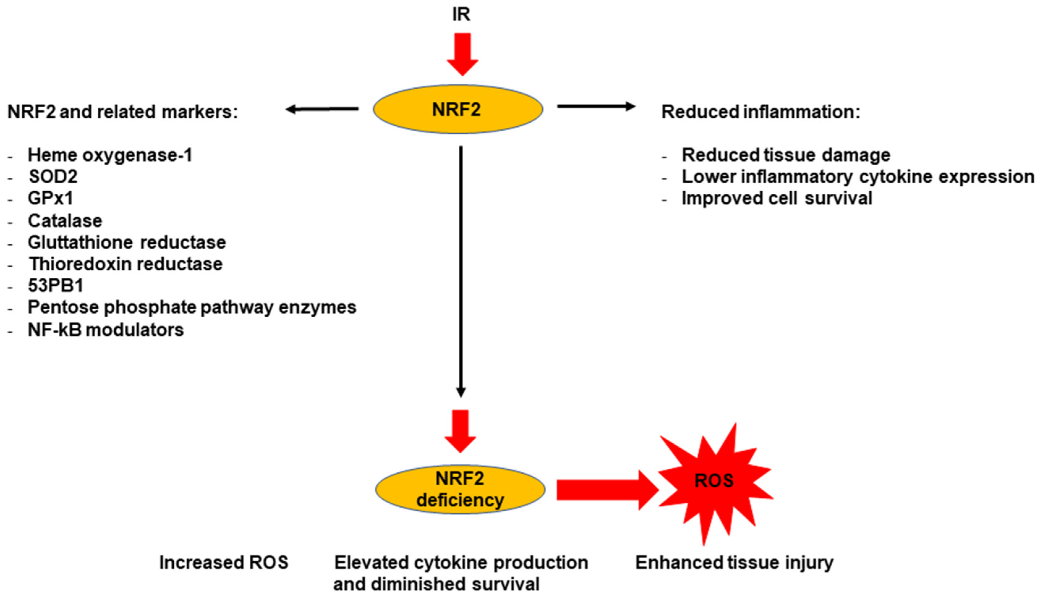 Antioxidants 14 01393 g003 Antioxidants 14 01393 g003