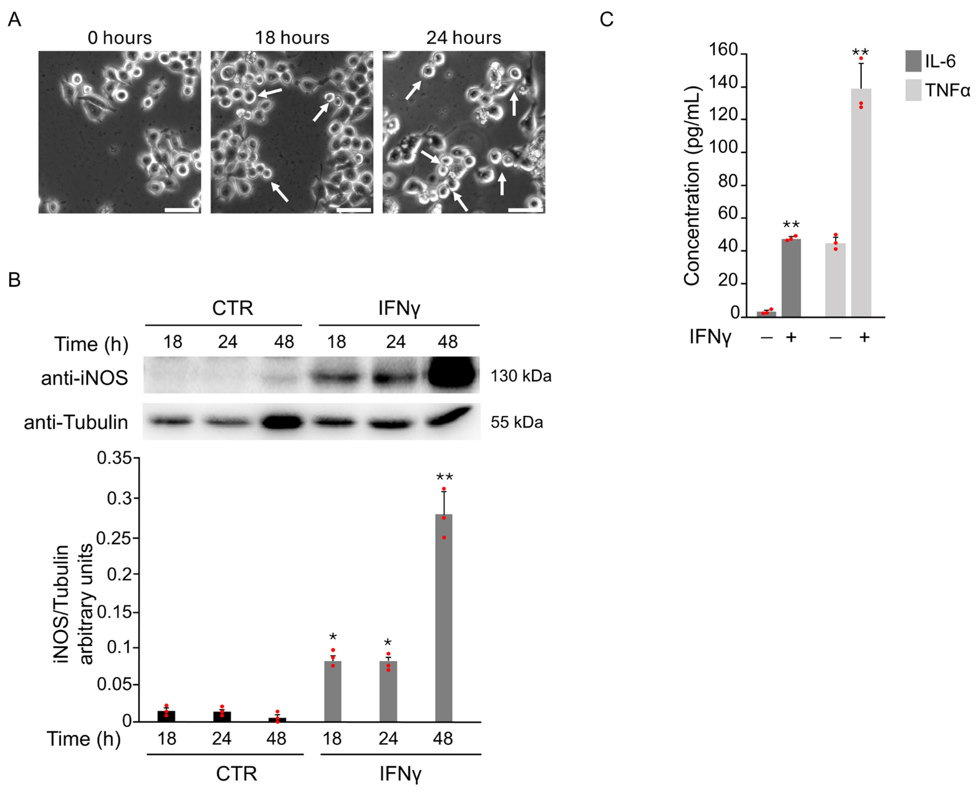 Antioxidants 14 01395 g001