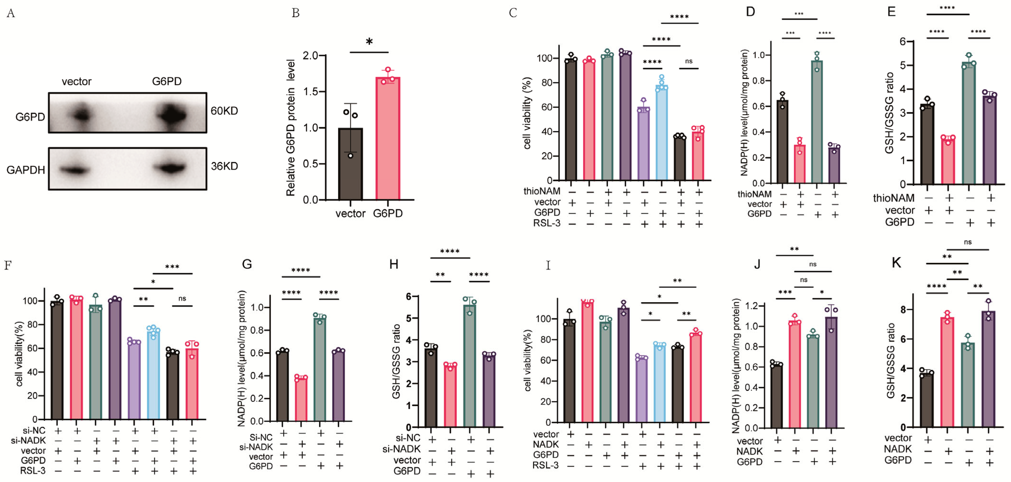 Antioxidants 14 01396 g004