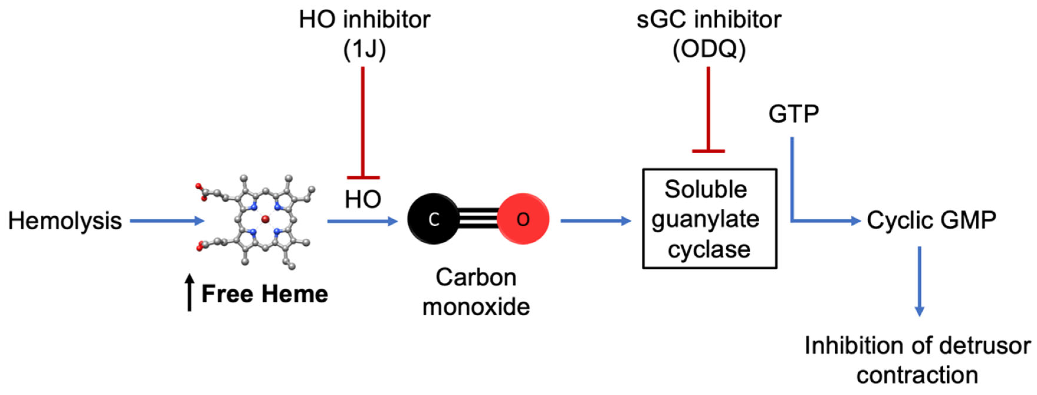 Antioxidants 14 01398 g006