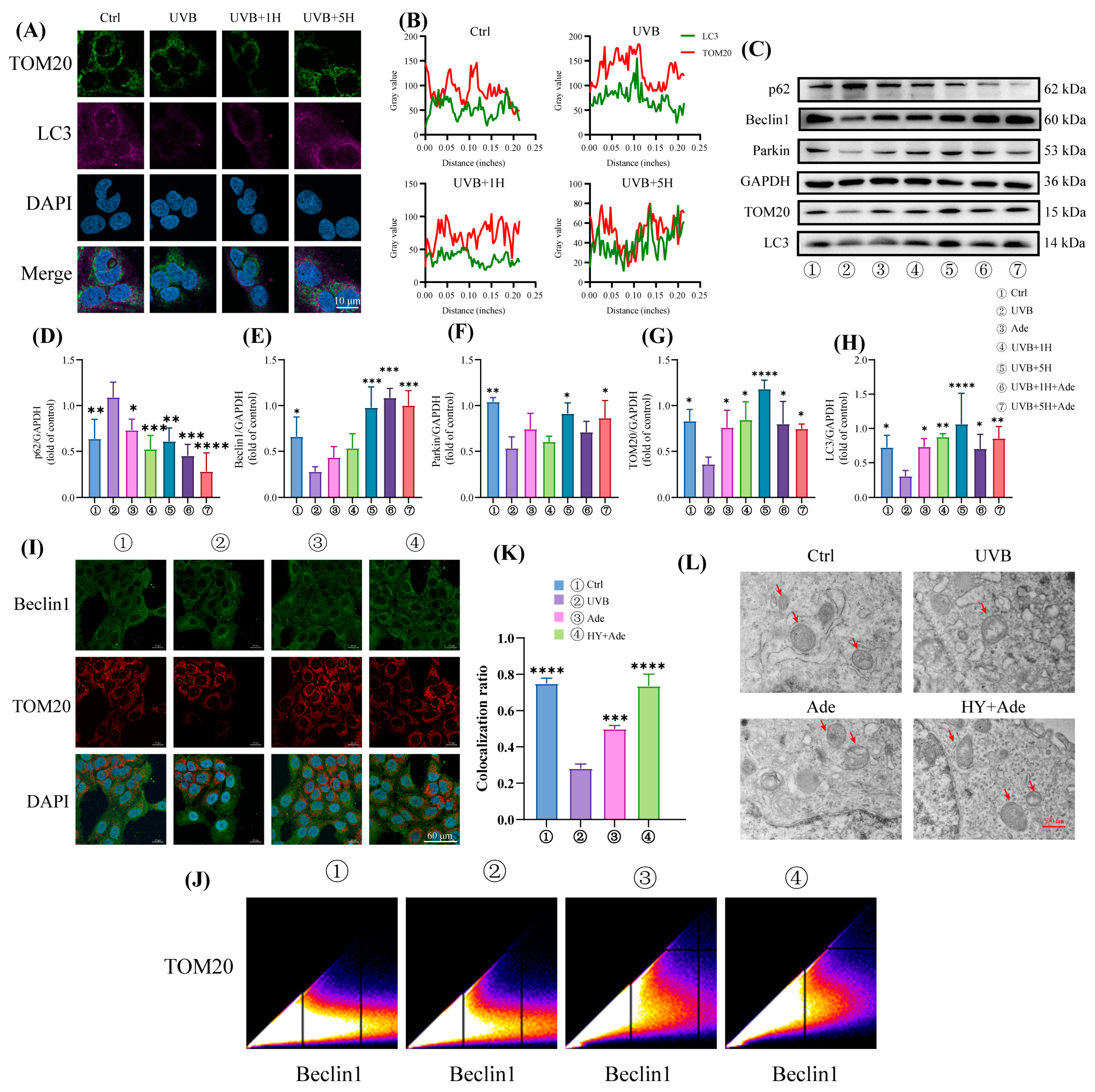 Antioxidants 14 01401 g004