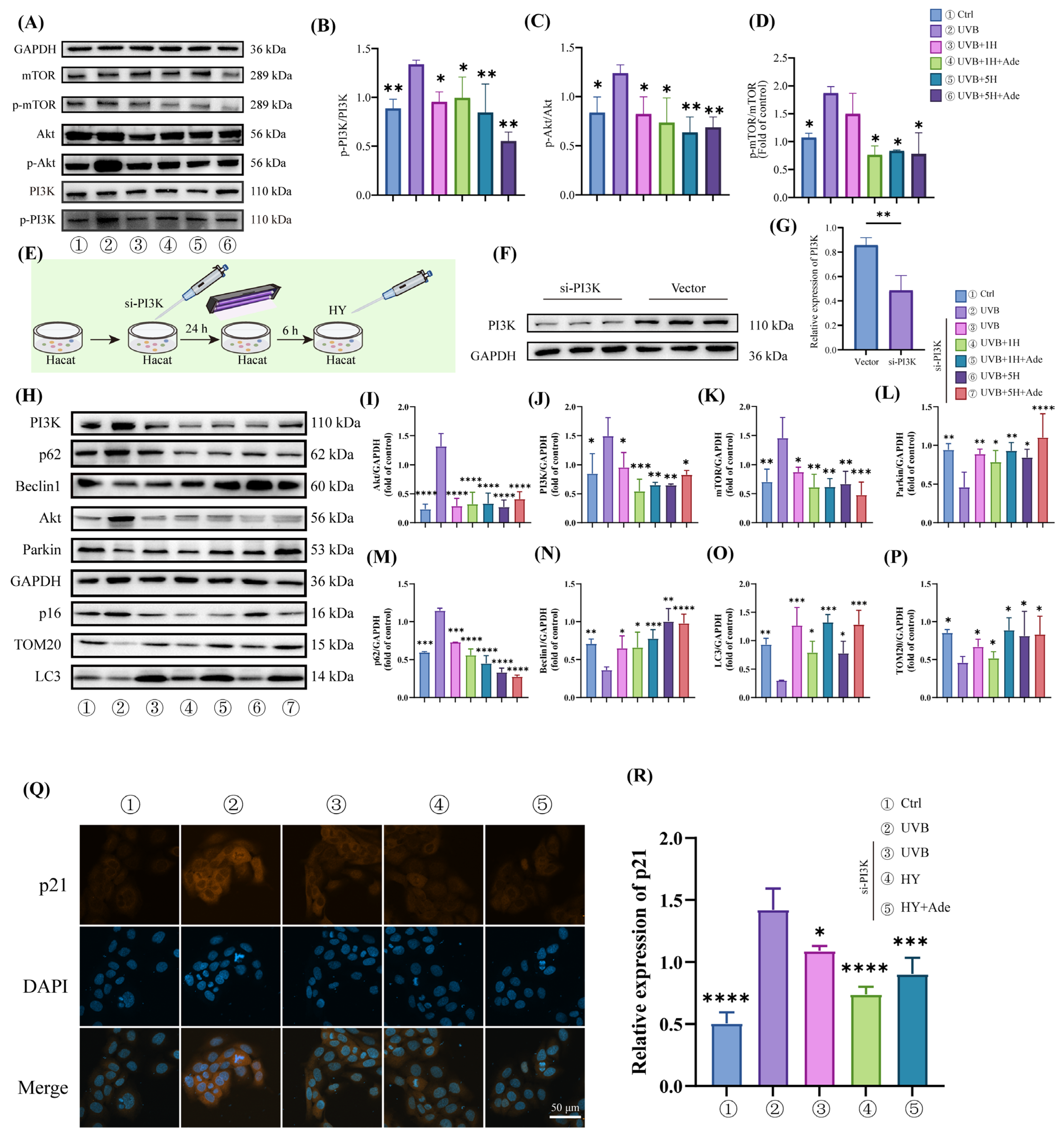 Antioxidants 14 01401 g006
