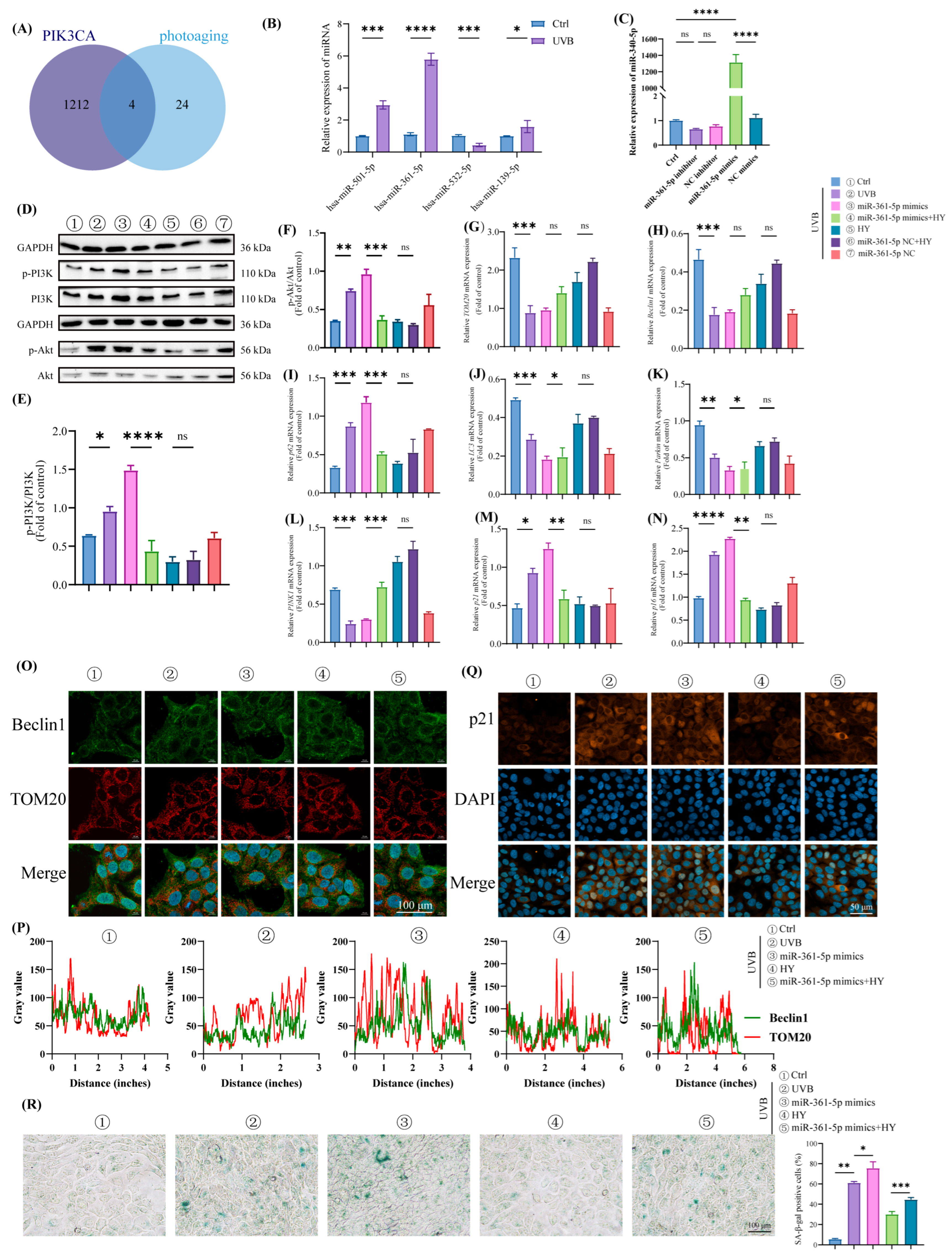 Antioxidants 14 01401 g007