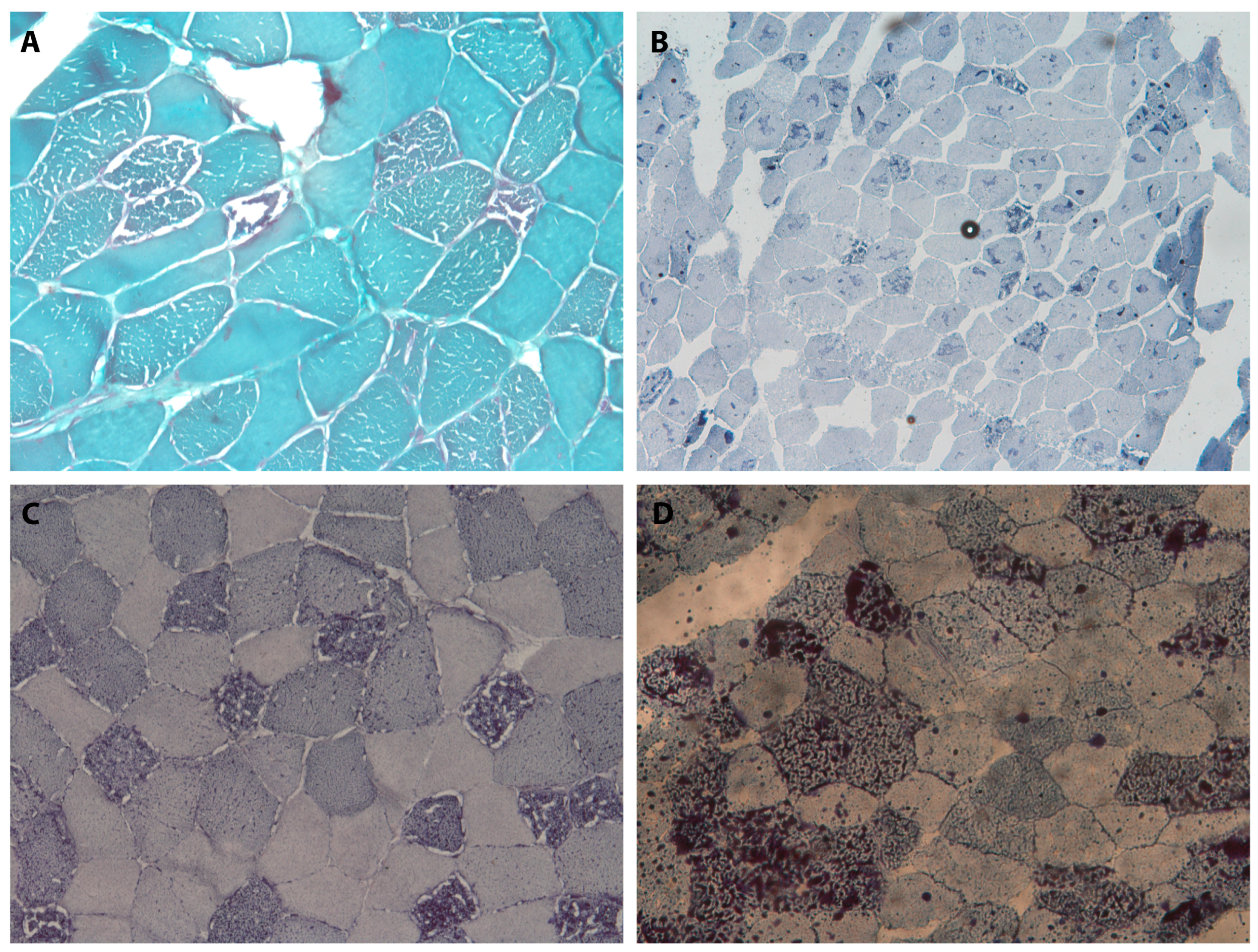 Antioxidants 14 01409 g001