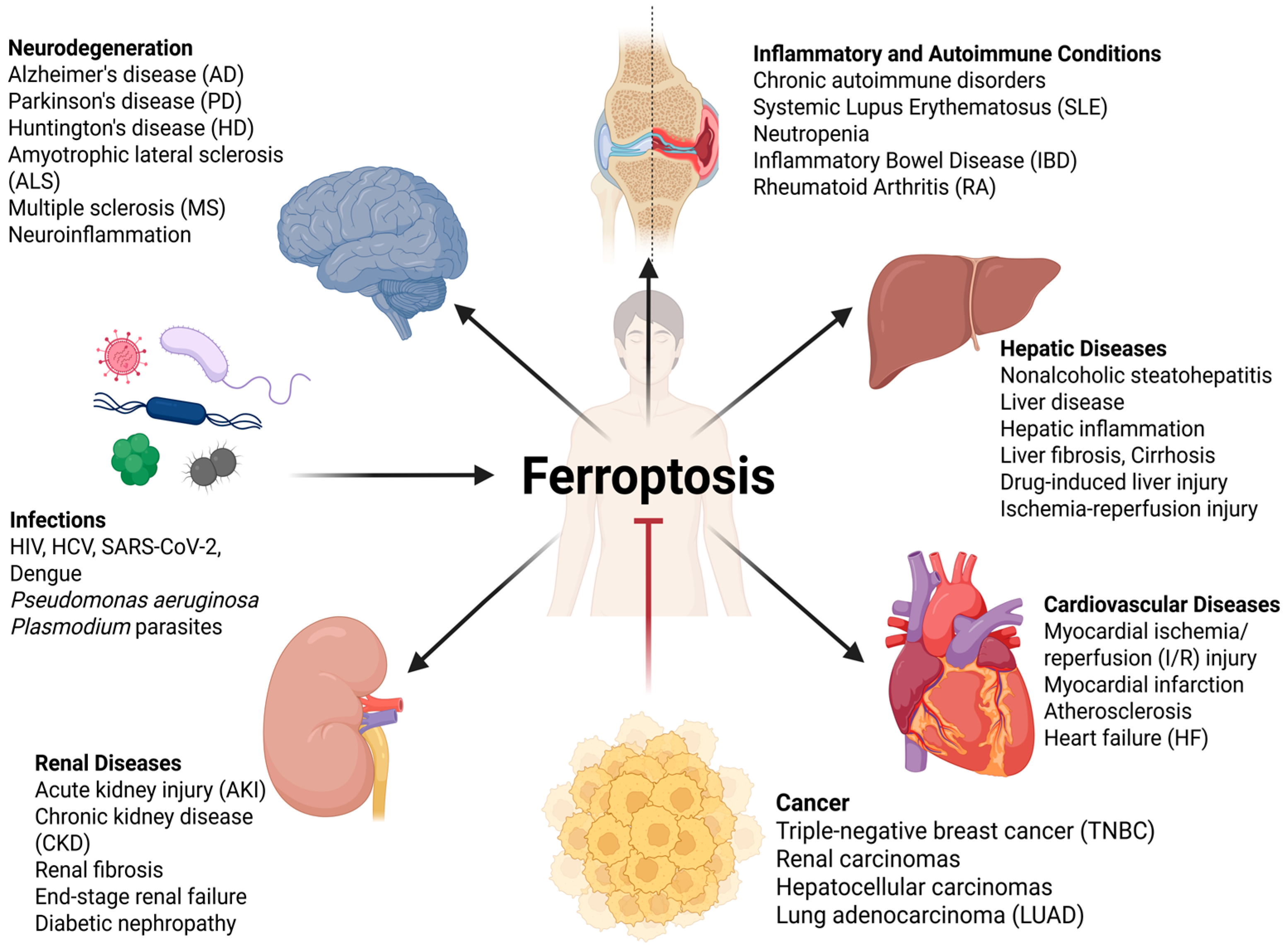 Antioxidants 14 01411 g002 Antioxidants 14 01411 g002