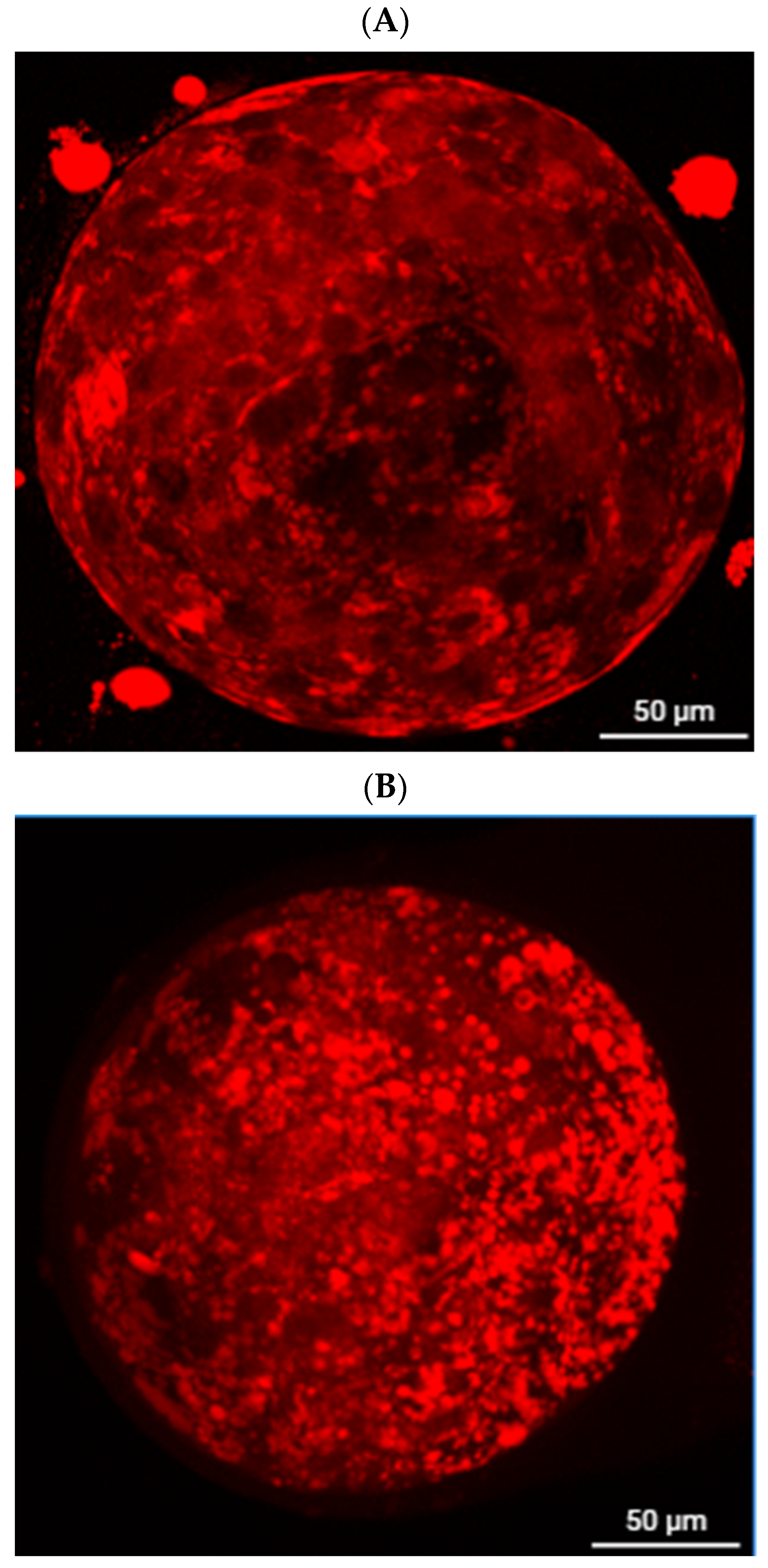 Antioxidants 14 01412 g001 Antioxidants 14 01412 g001