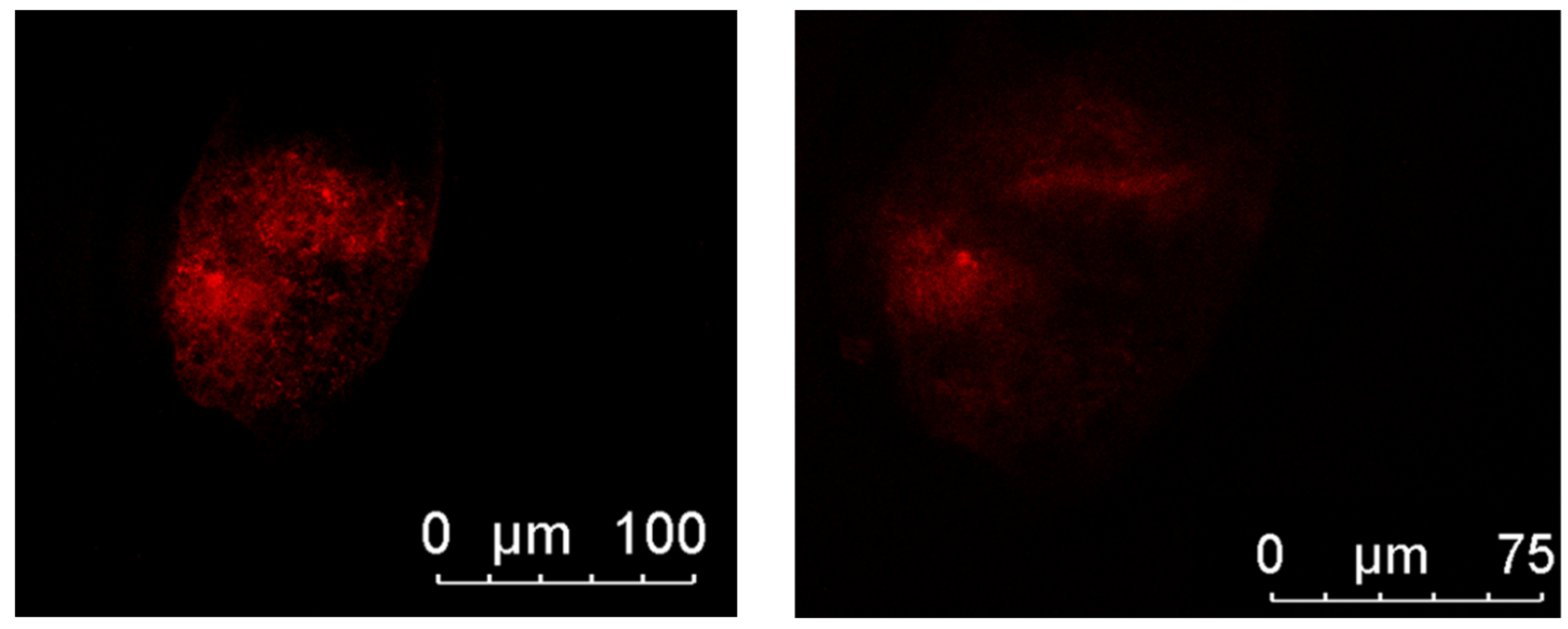 Antioxidants 14 01412 g002 Antioxidants 14 01412 g002