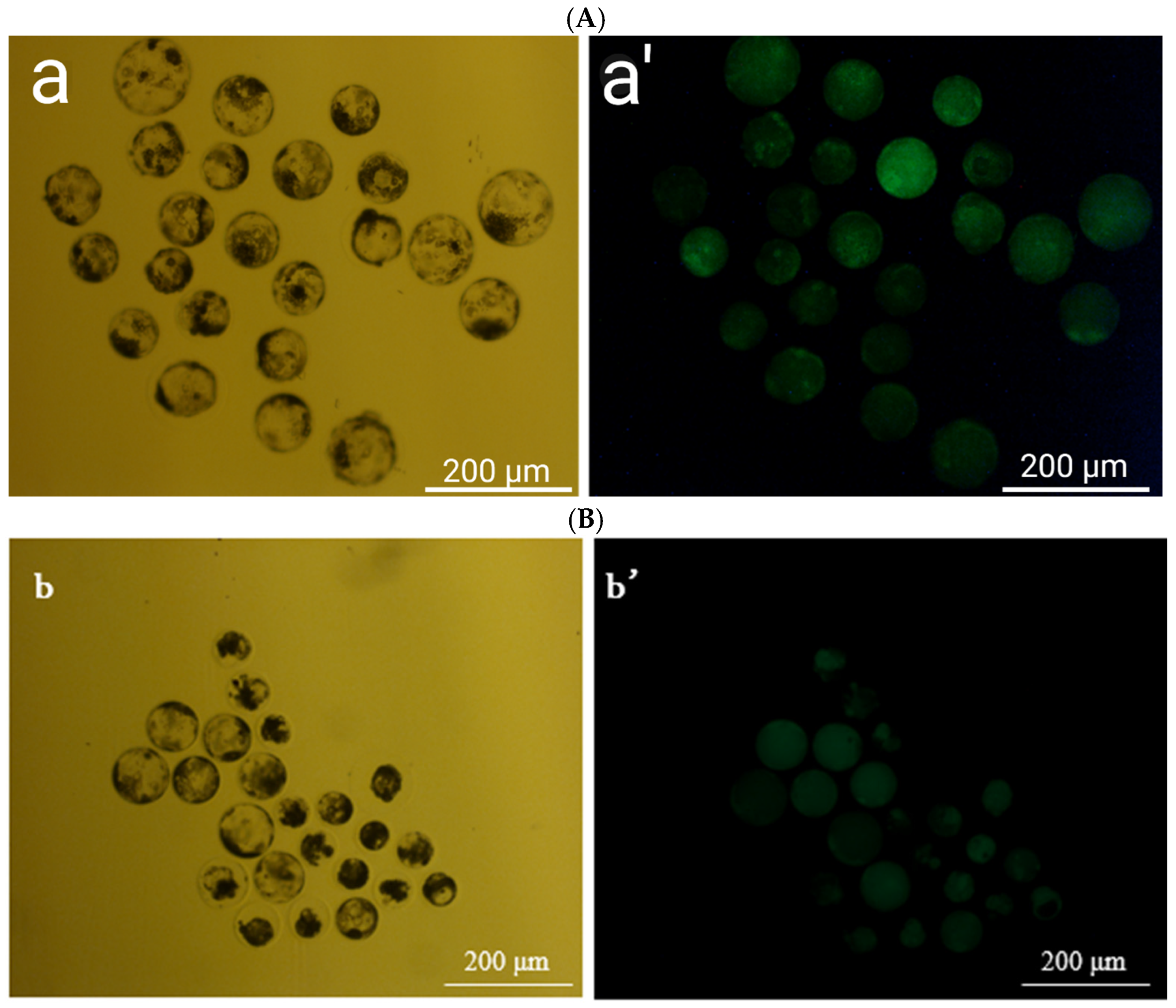 Antioxidants 14 01412 g003 Antioxidants 14 01412 g003