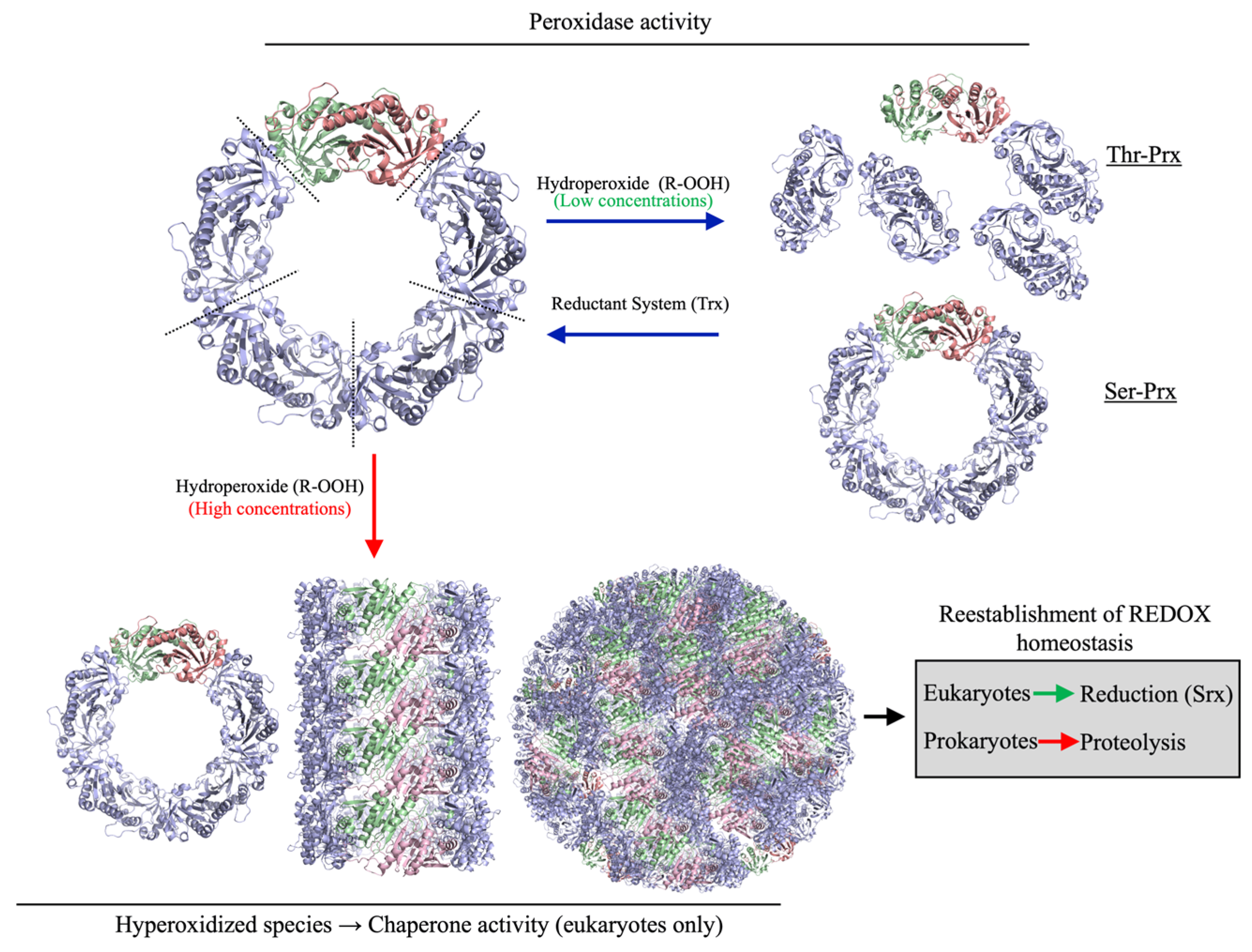 Antioxidants 14 01422 g001