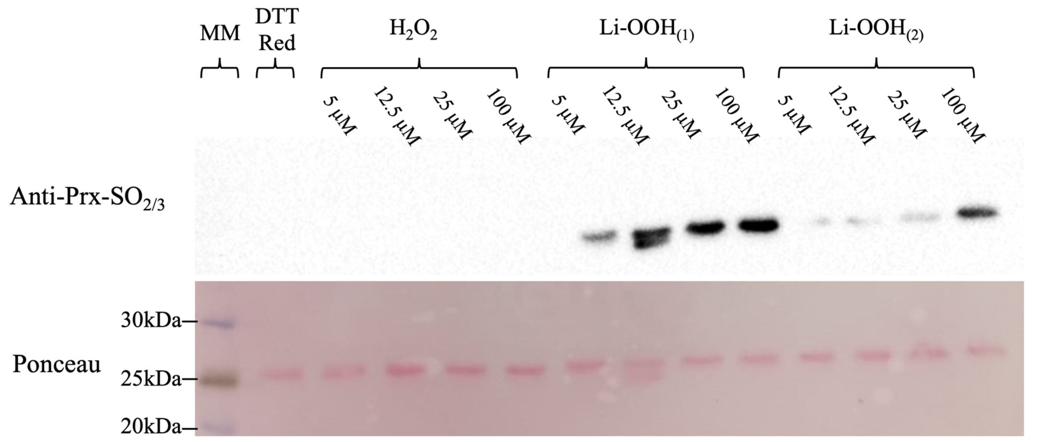 Antioxidants 14 01422 g003