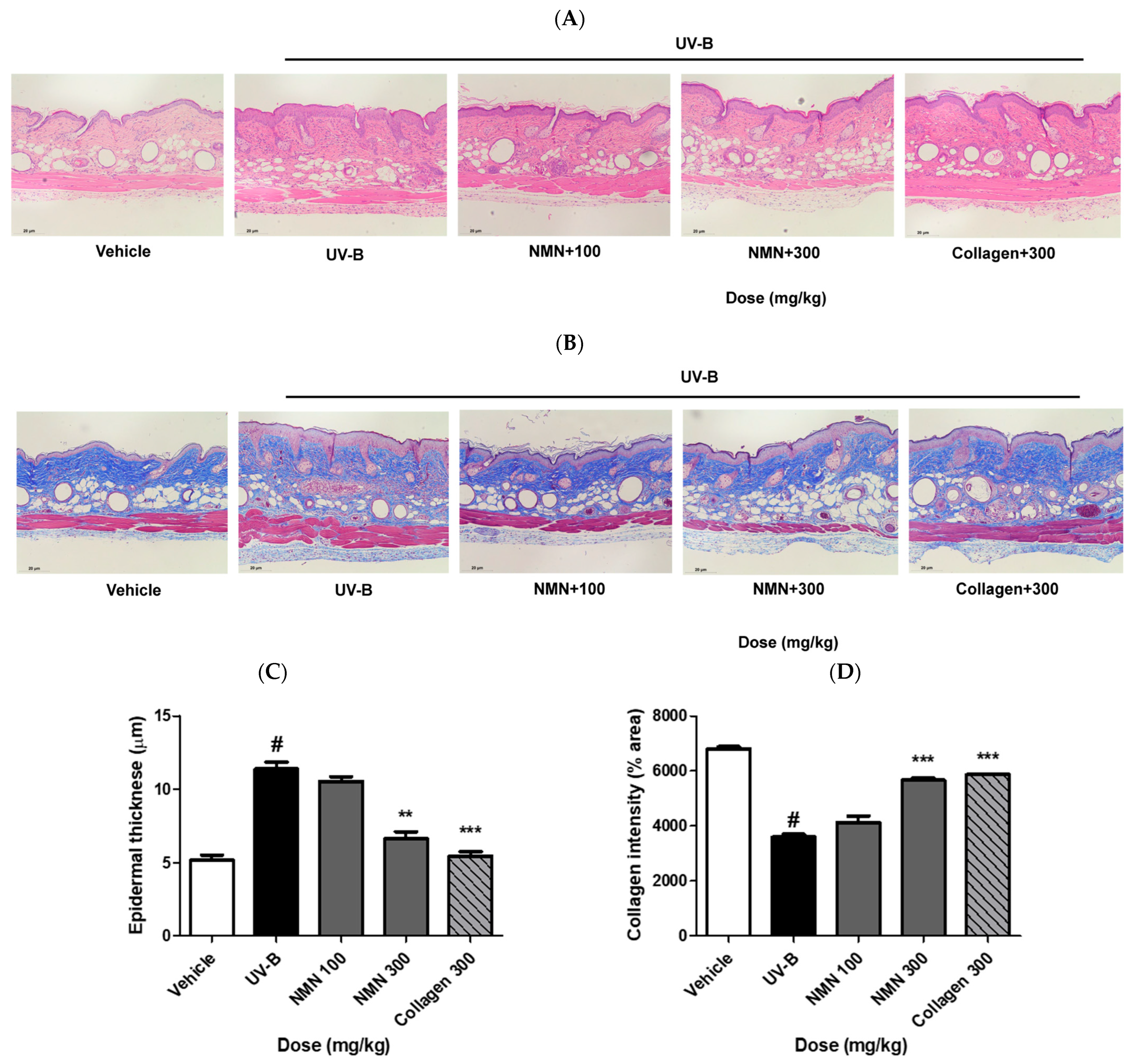 Antioxidants 14 01424 g004 Antioxidants 14 01424 g004