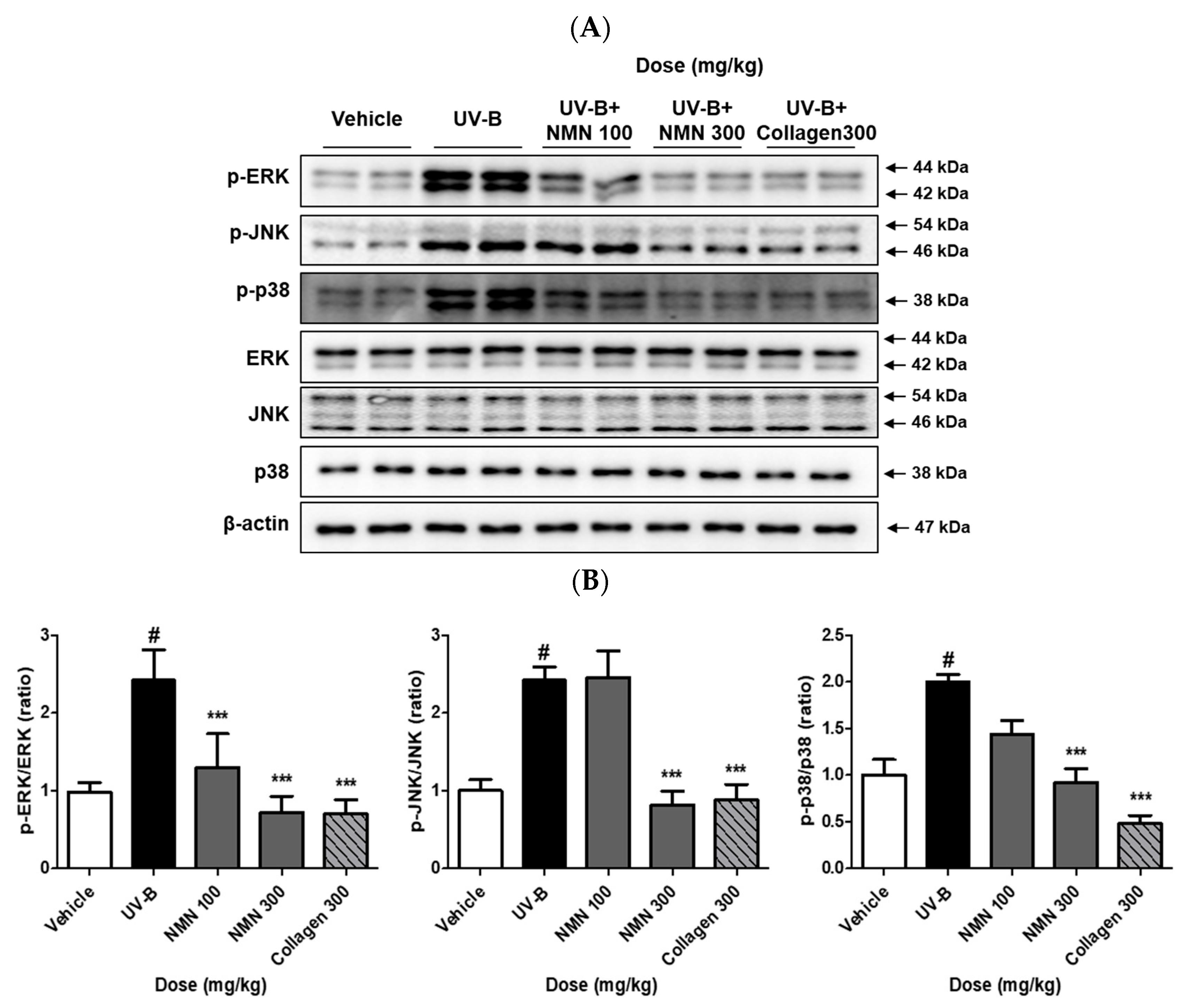 Antioxidants 14 01424 g005 Antioxidants 14 01424 g005
