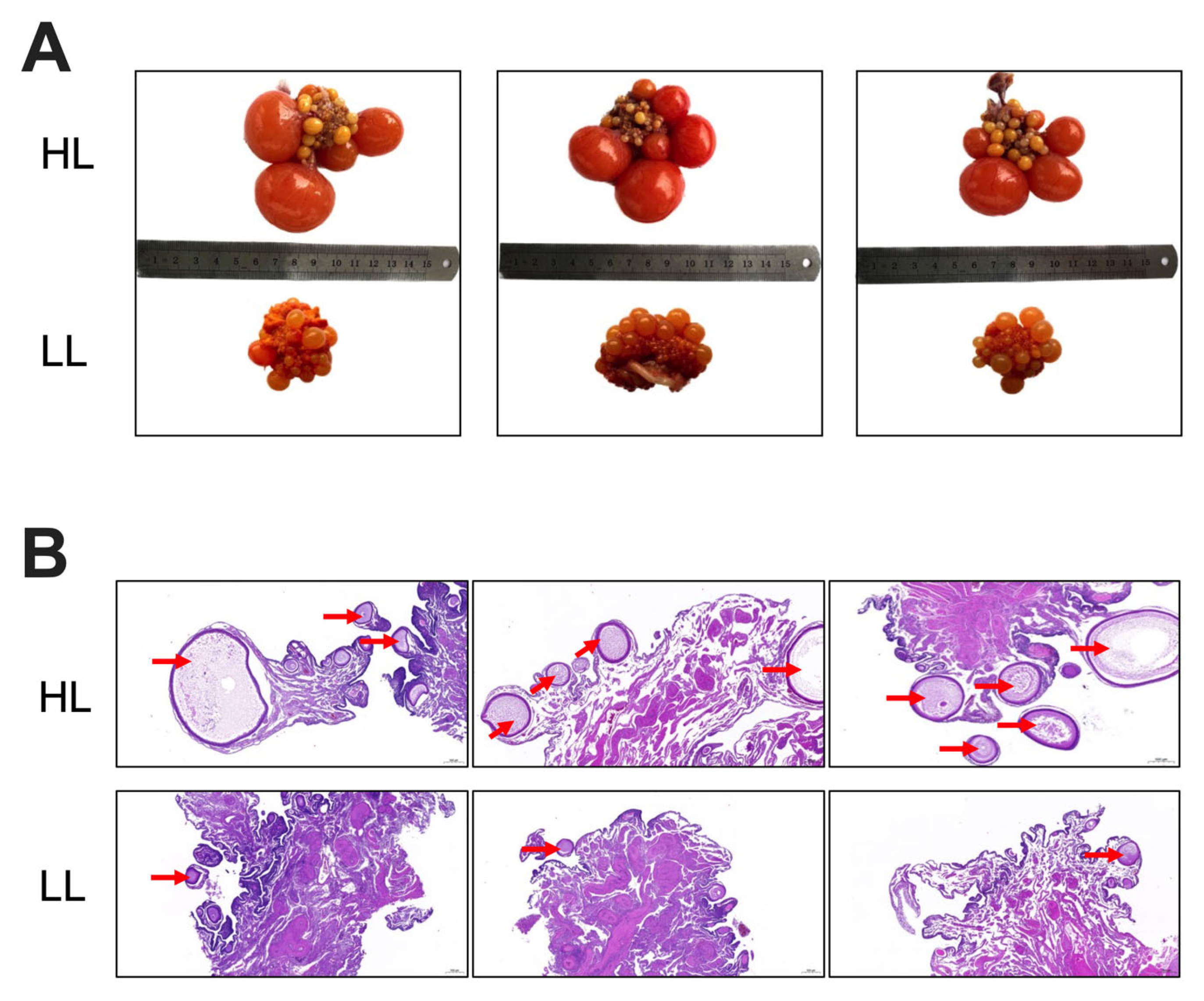 Antioxidants 14 01425 g001