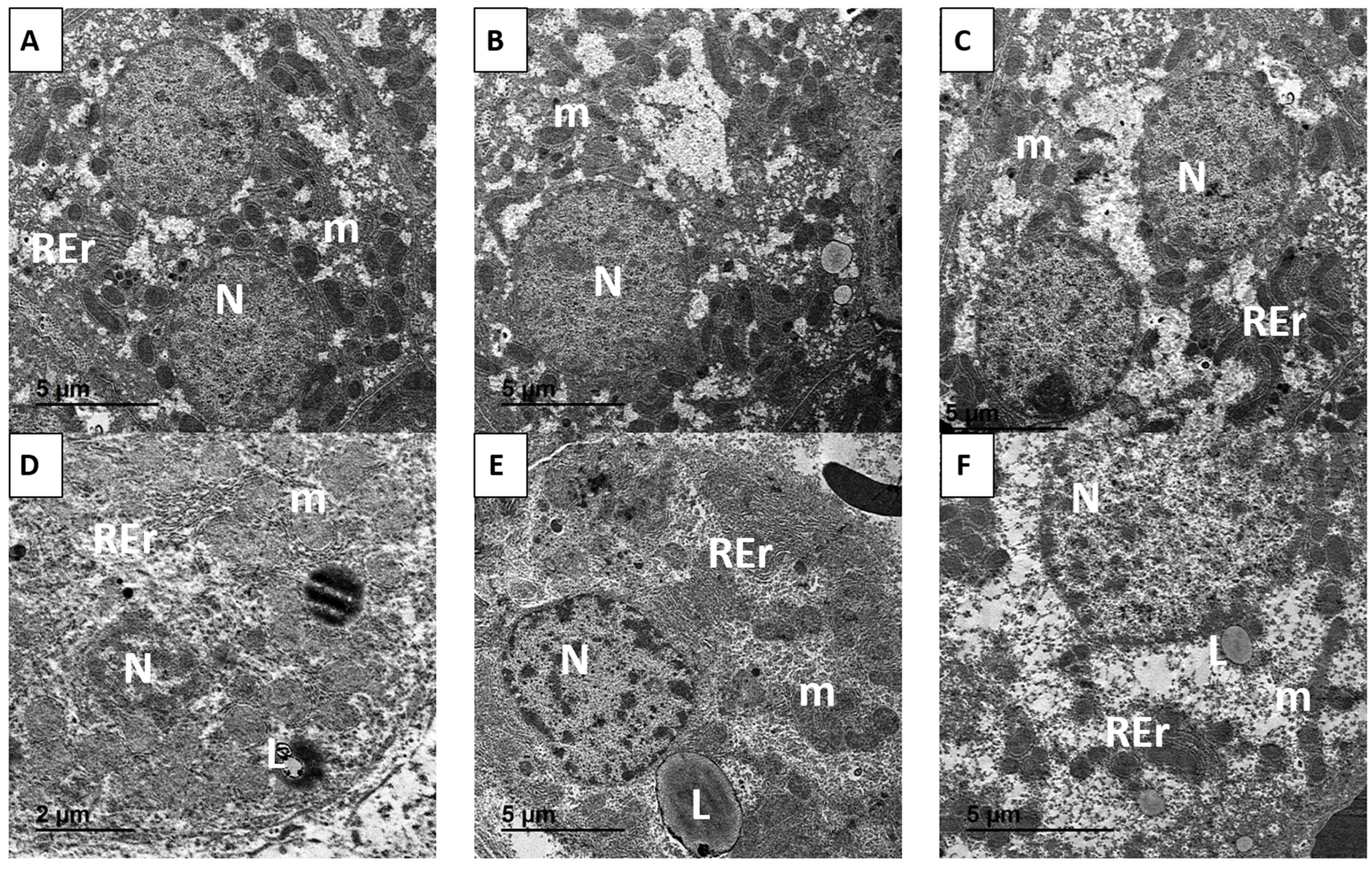 Antioxidants 14 01432 g014