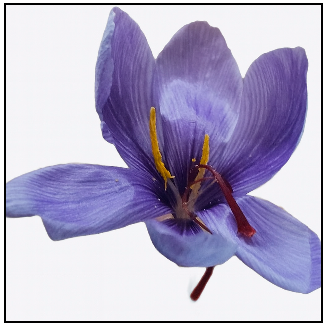 Antioxidants 14 01433 g002