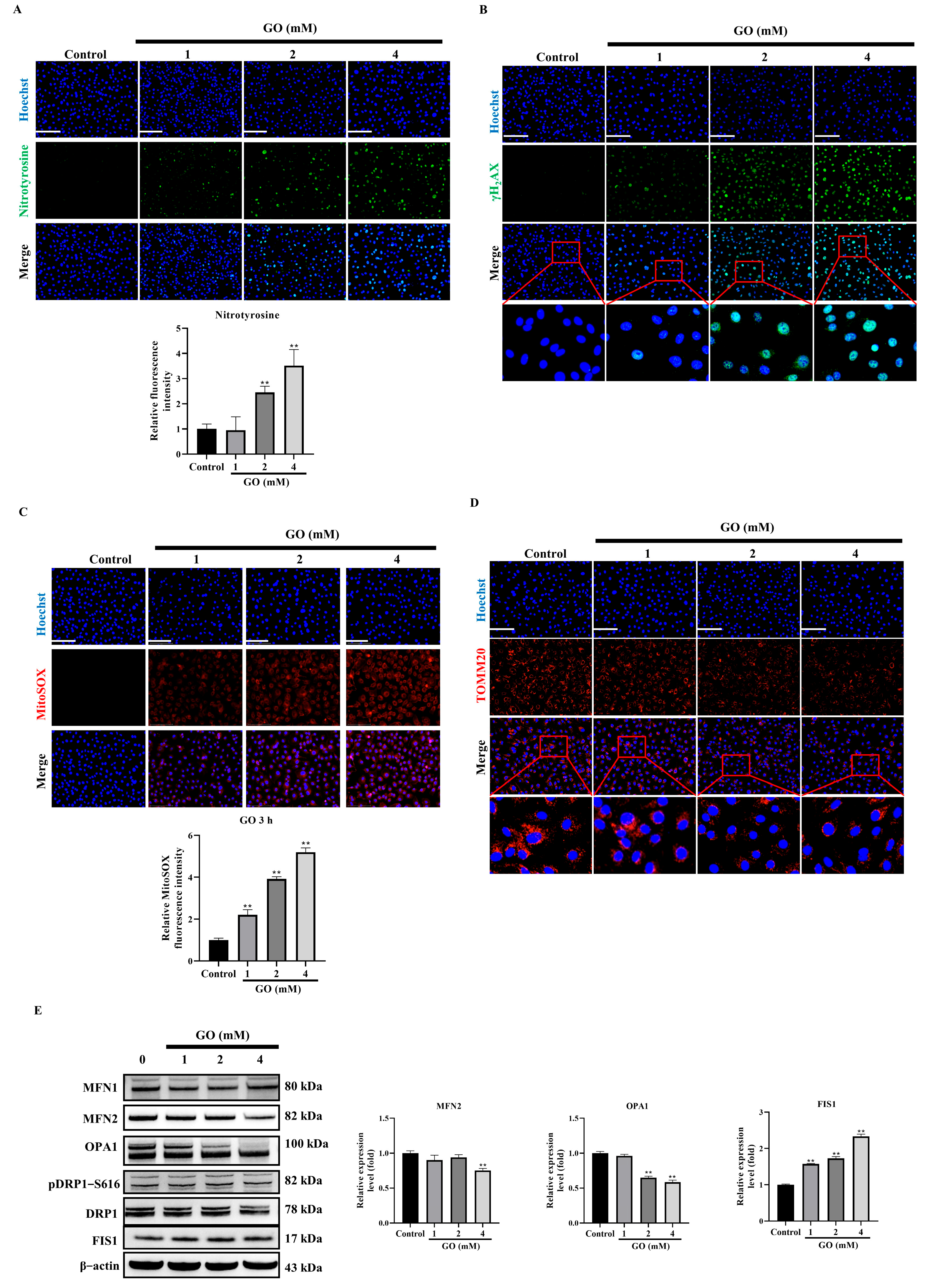 Antioxidants 14 01434 g003 Antioxidants 14 01434 g003