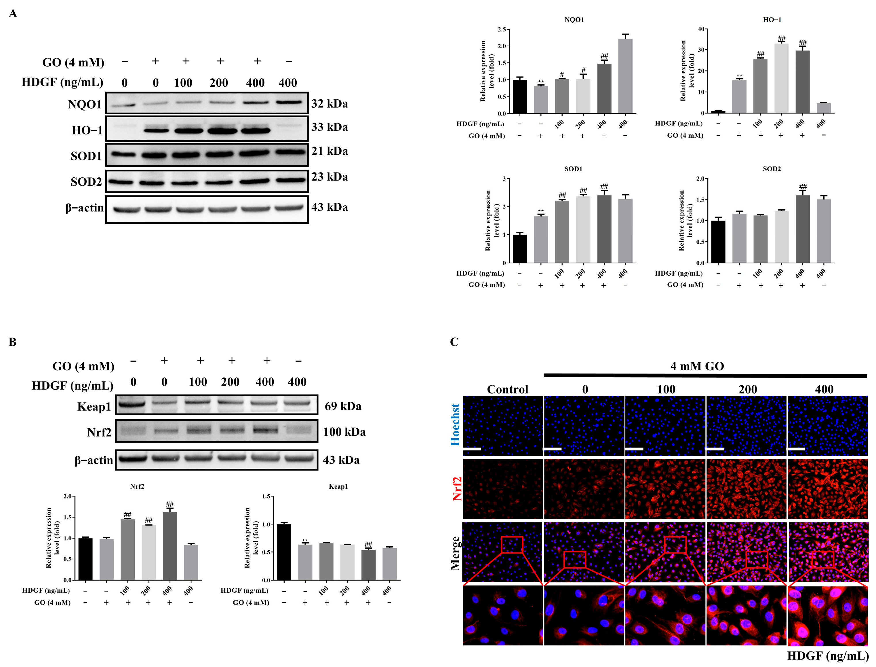 Antioxidants 14 01434 g005 Antioxidants 14 01434 g005