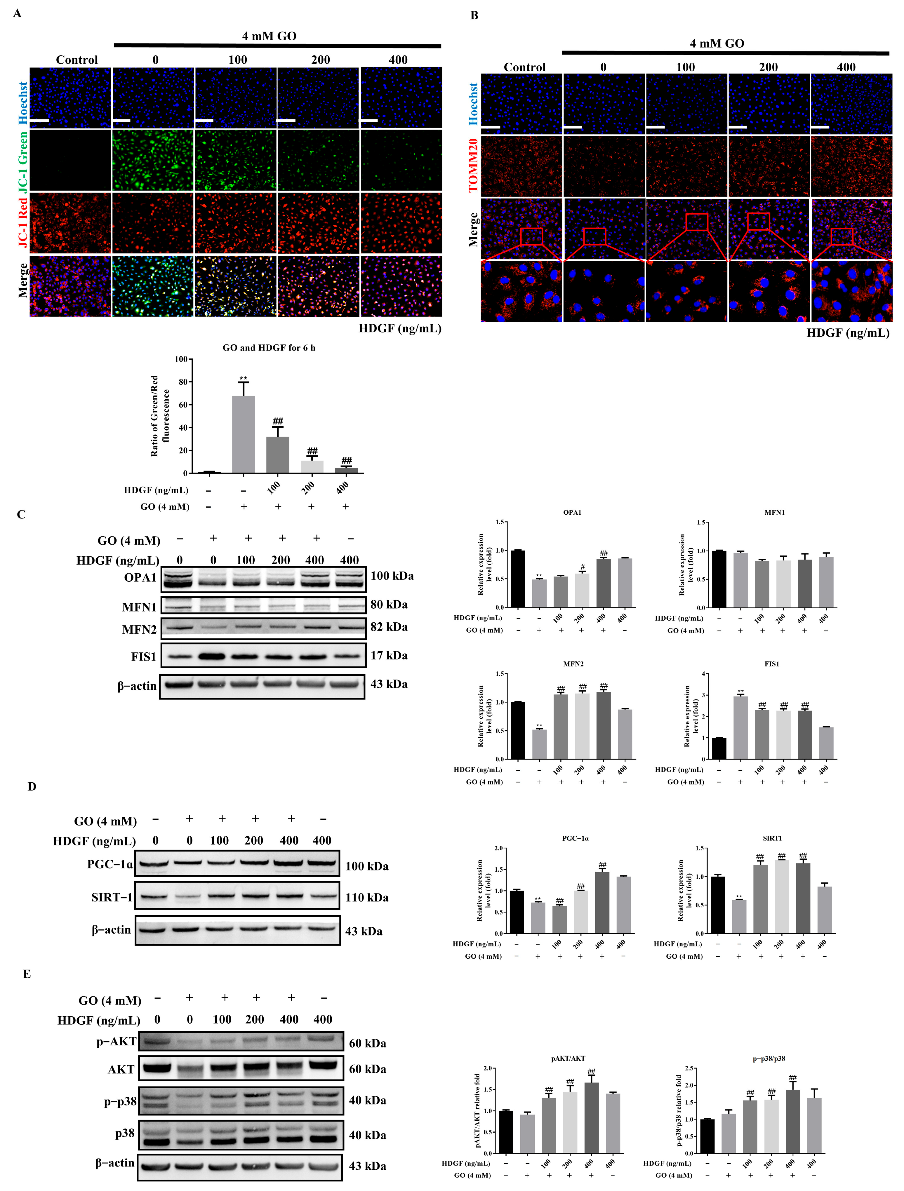 Antioxidants 14 01434 g006 Antioxidants 14 01434 g006