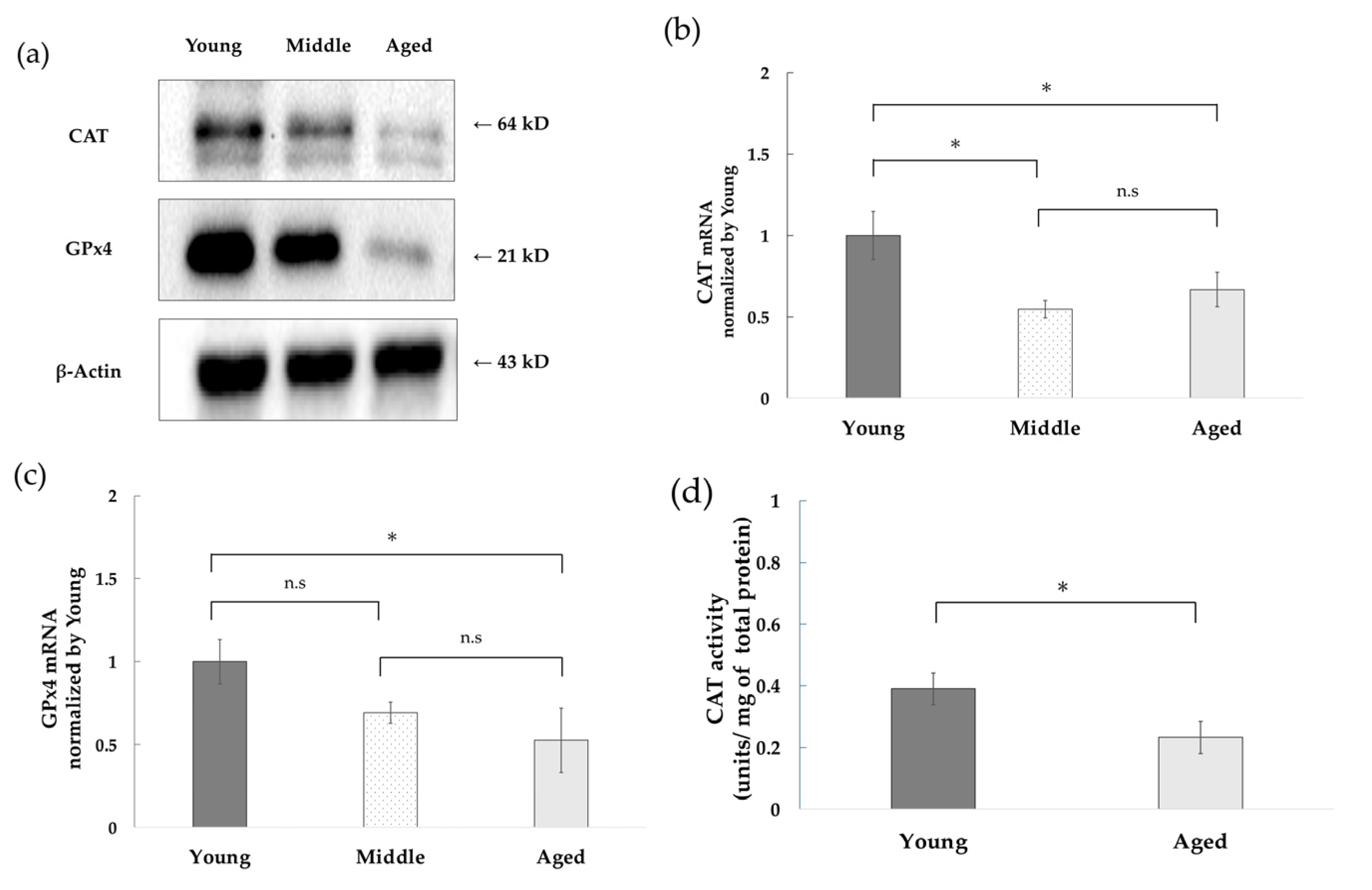 Antioxidants 14 01437 g002