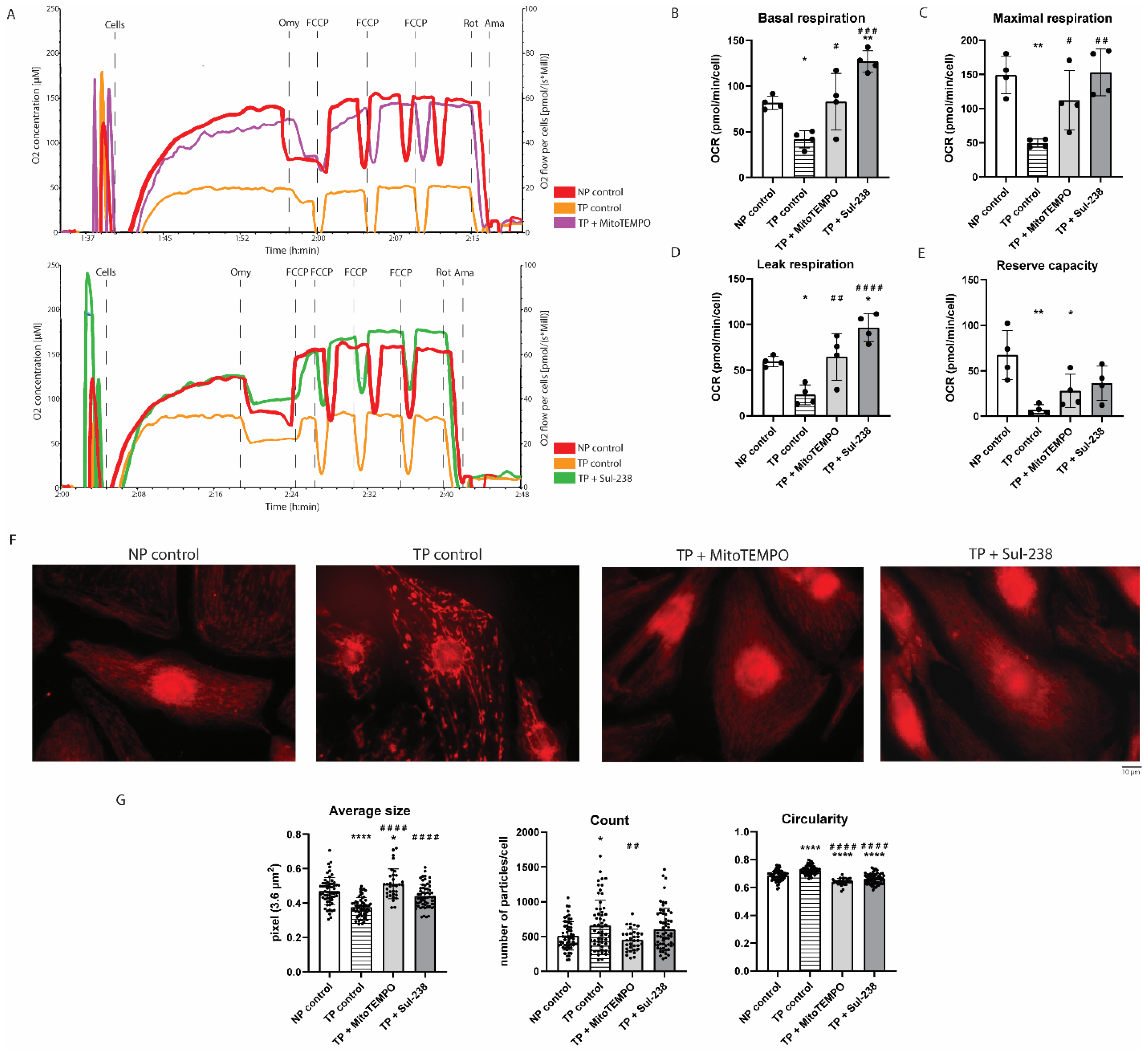 Antioxidants 14 01444 g002 Antioxidants 14 01444 g002