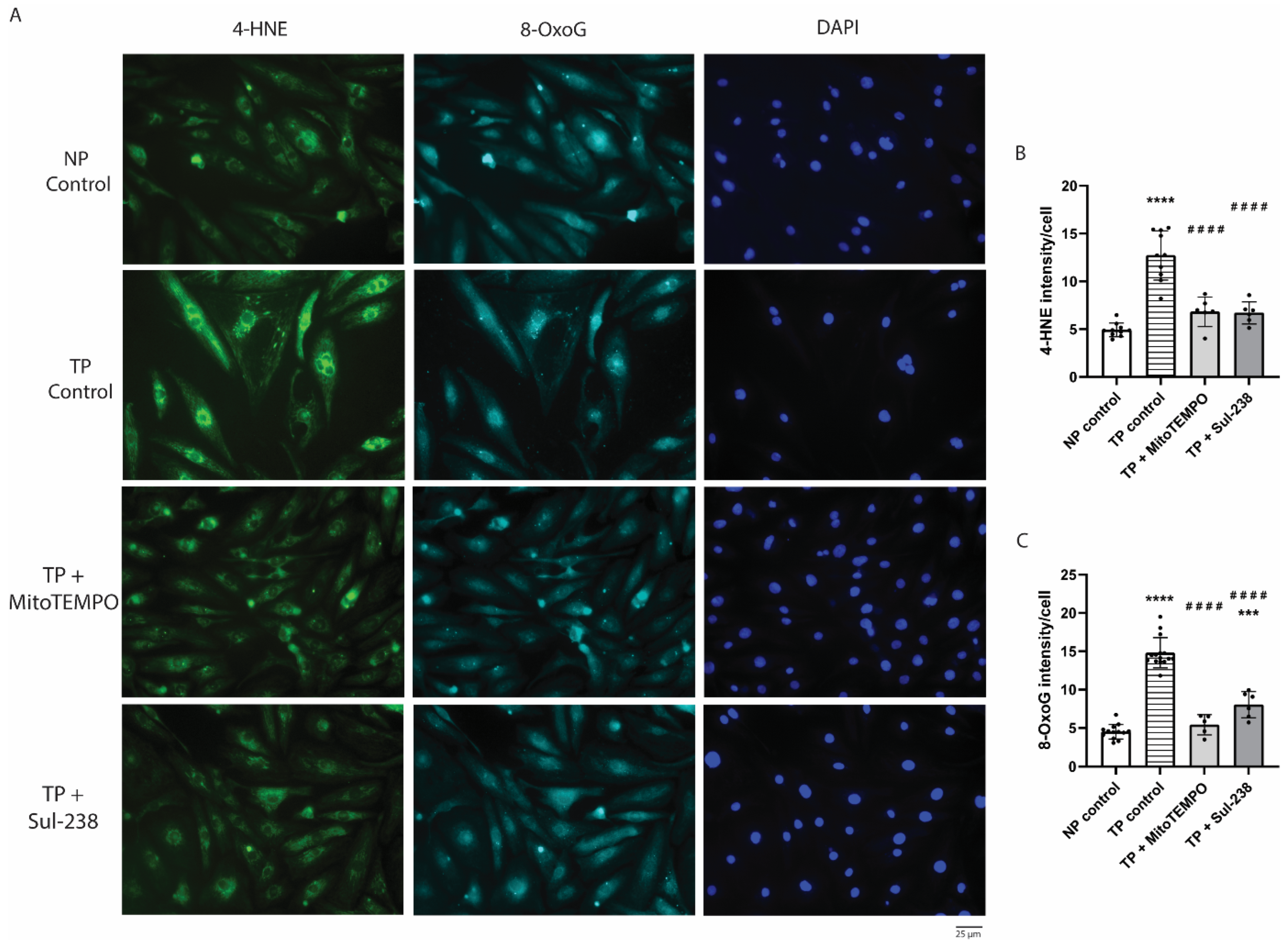 Antioxidants 14 01444 g003 Antioxidants 14 01444 g003