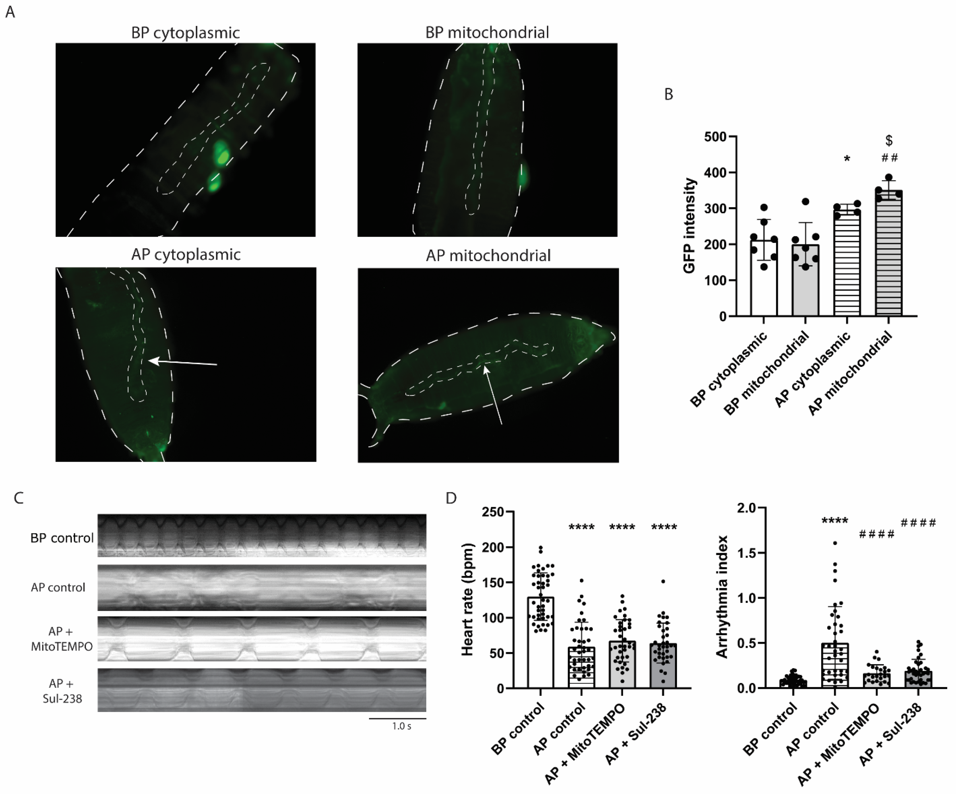 Antioxidants 14 01444 g005 Antioxidants 14 01444 g005