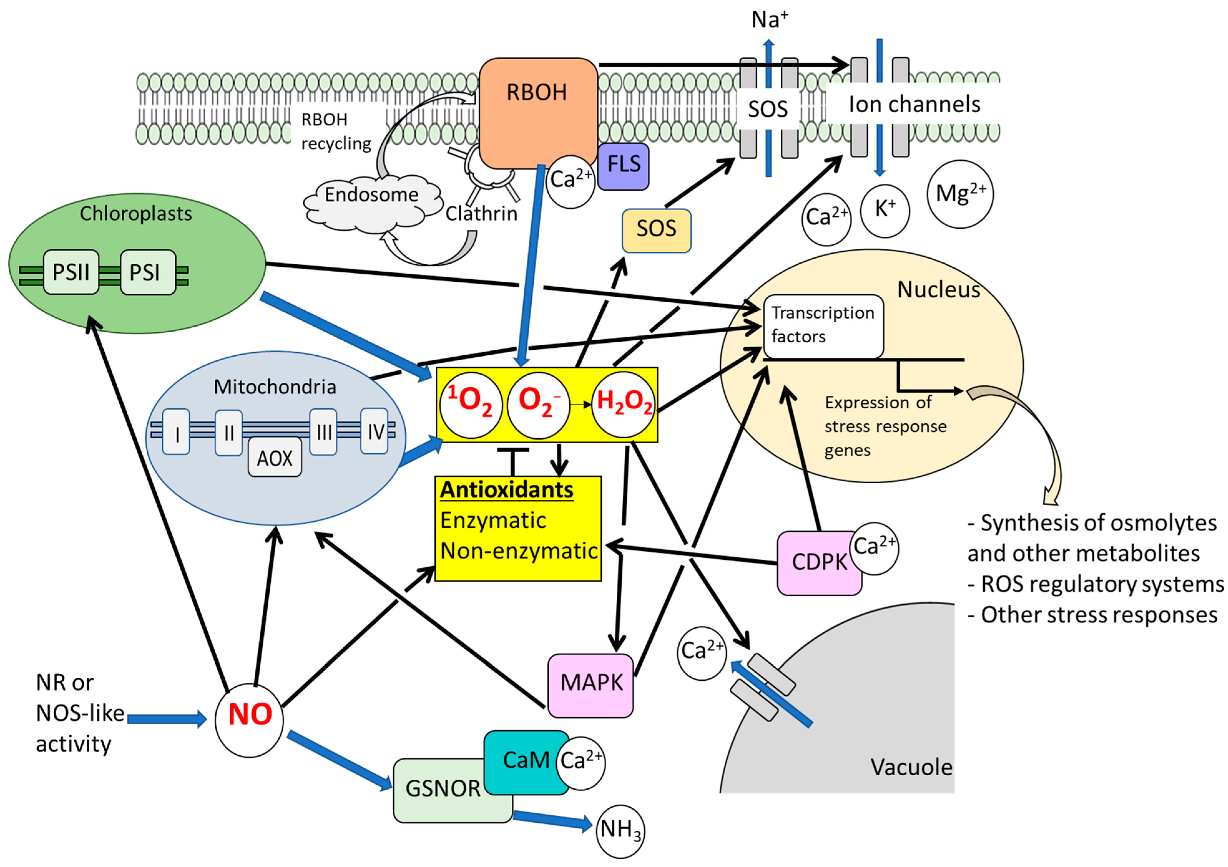 Antioxidants 14 01455 g001