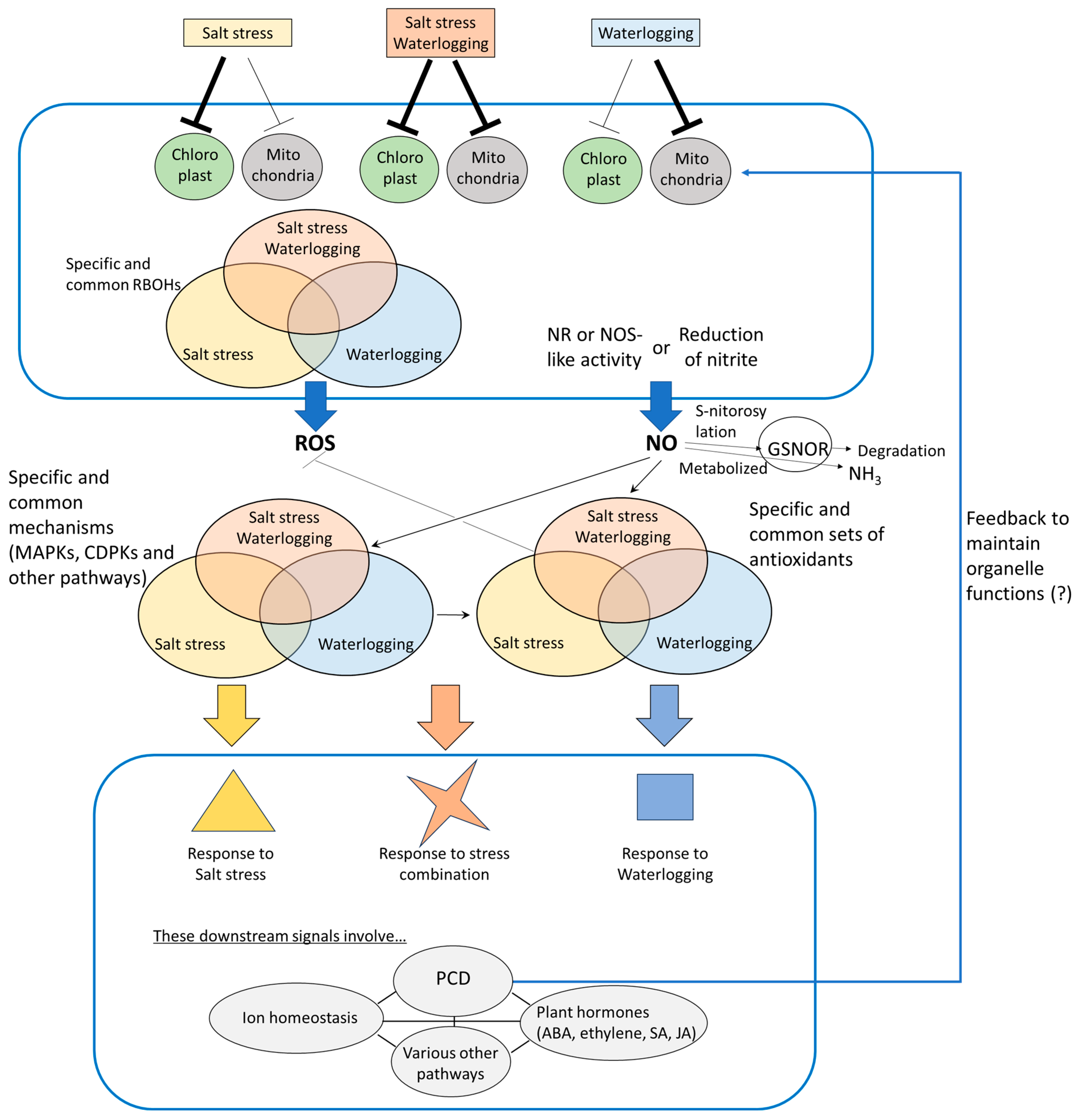 Antioxidants 14 01455 g004