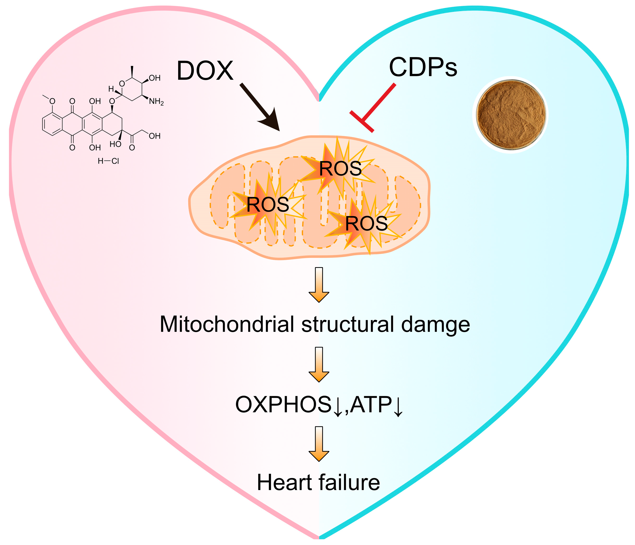 Antioxidants 14 01461 g007