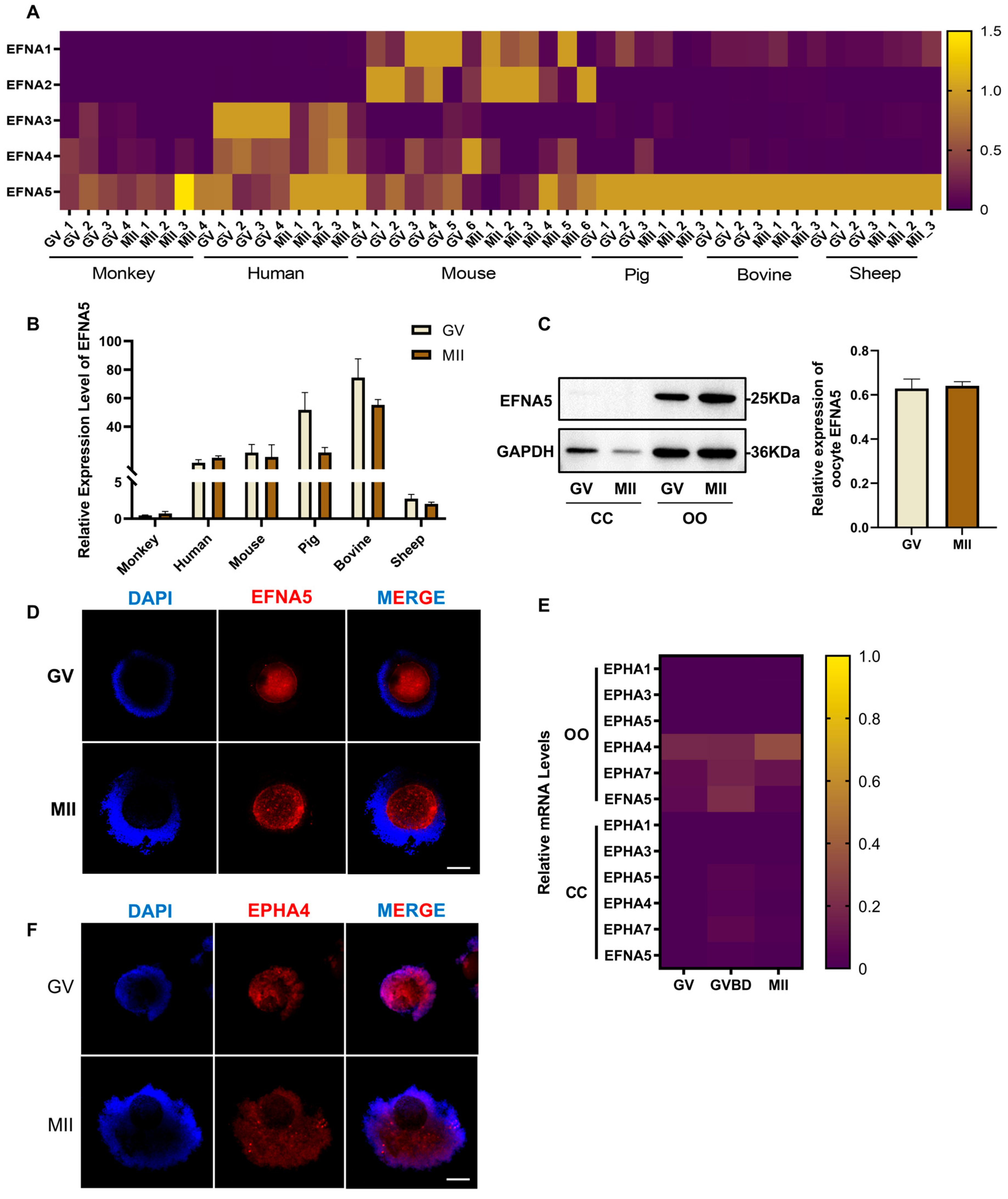 Antioxidants 14 01476 g001 Antioxidants 14 01476 g001