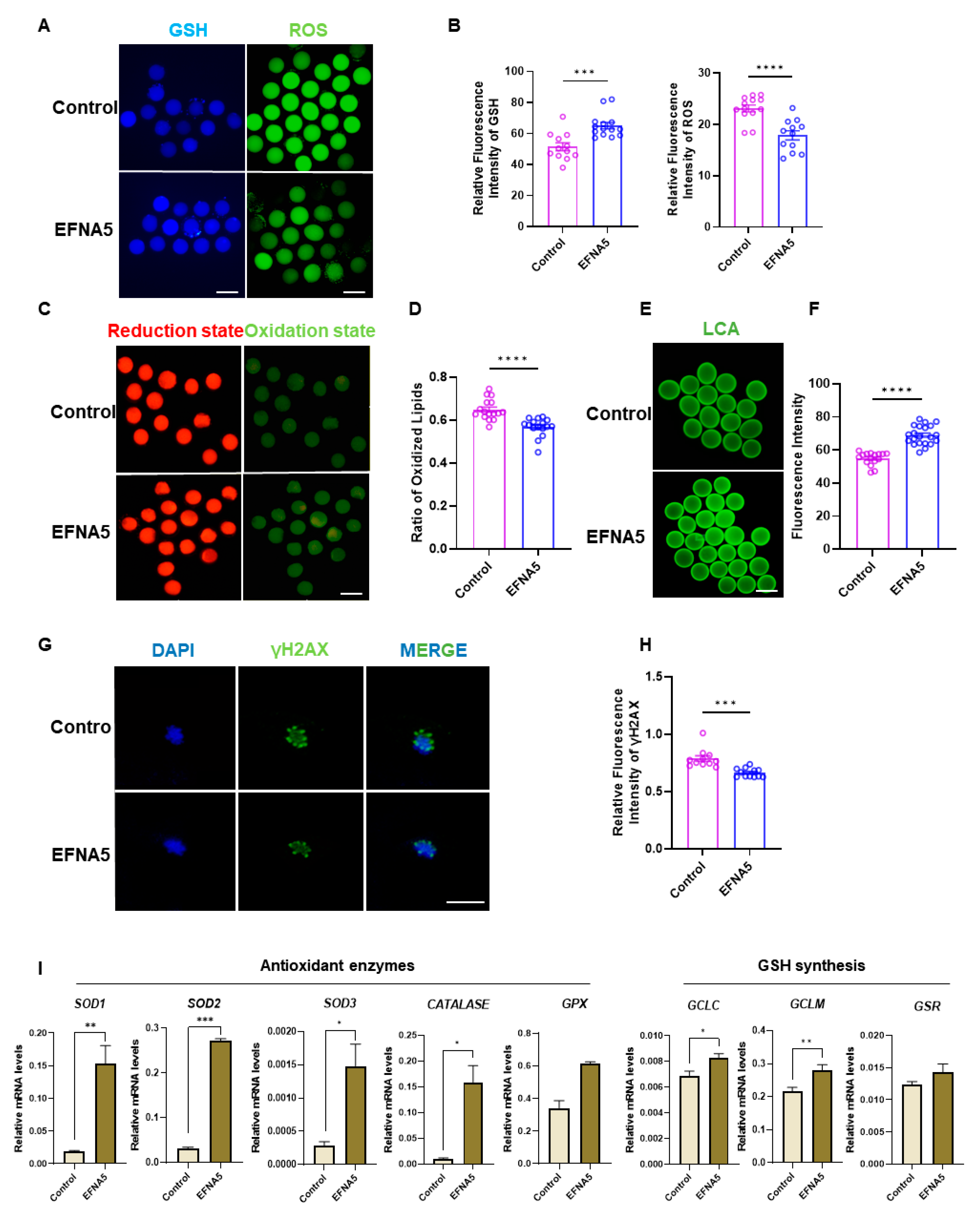 Antioxidants 14 01476 g005 Antioxidants 14 01476 g005