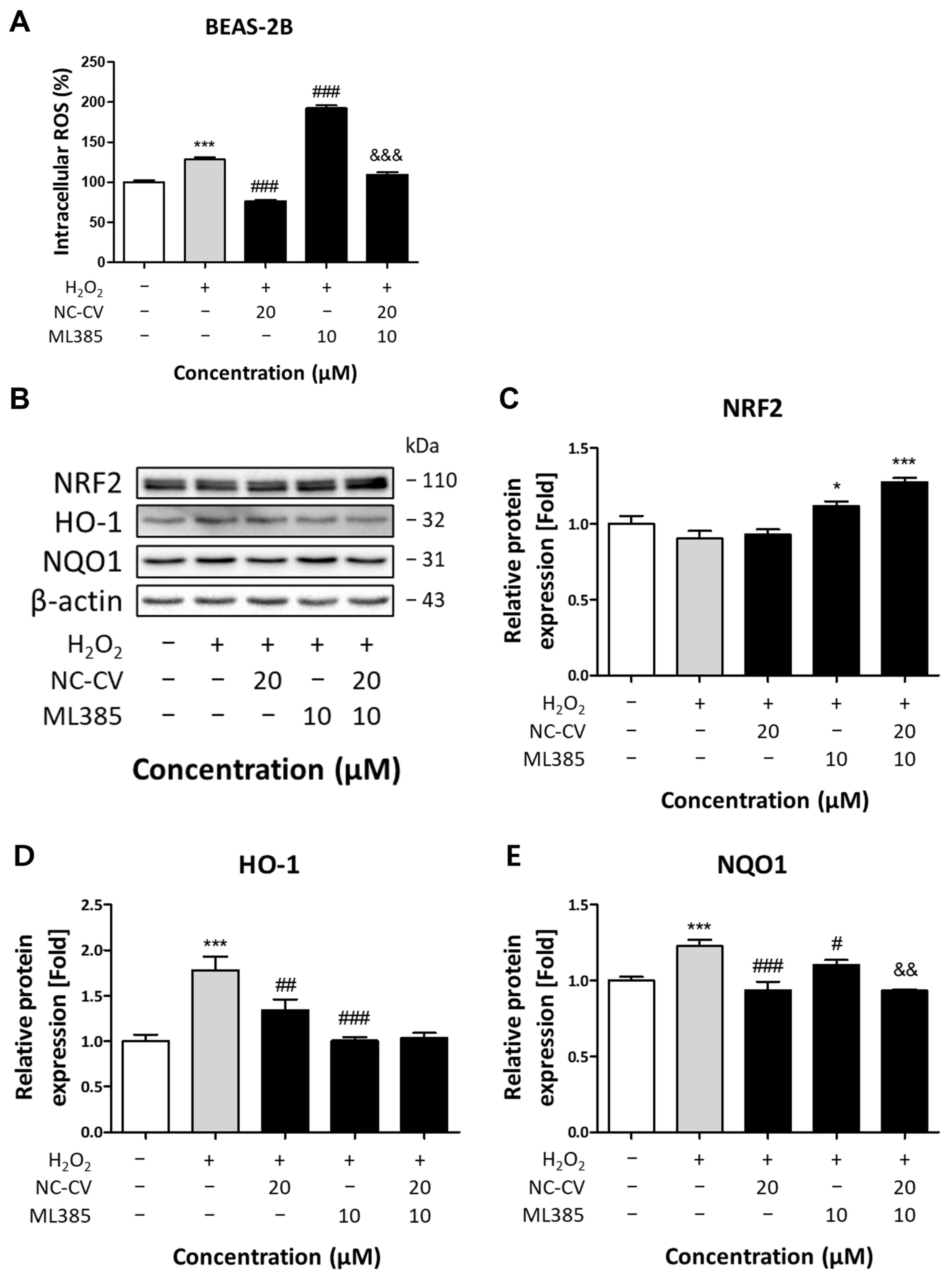 Antioxidants 14 01485 g007