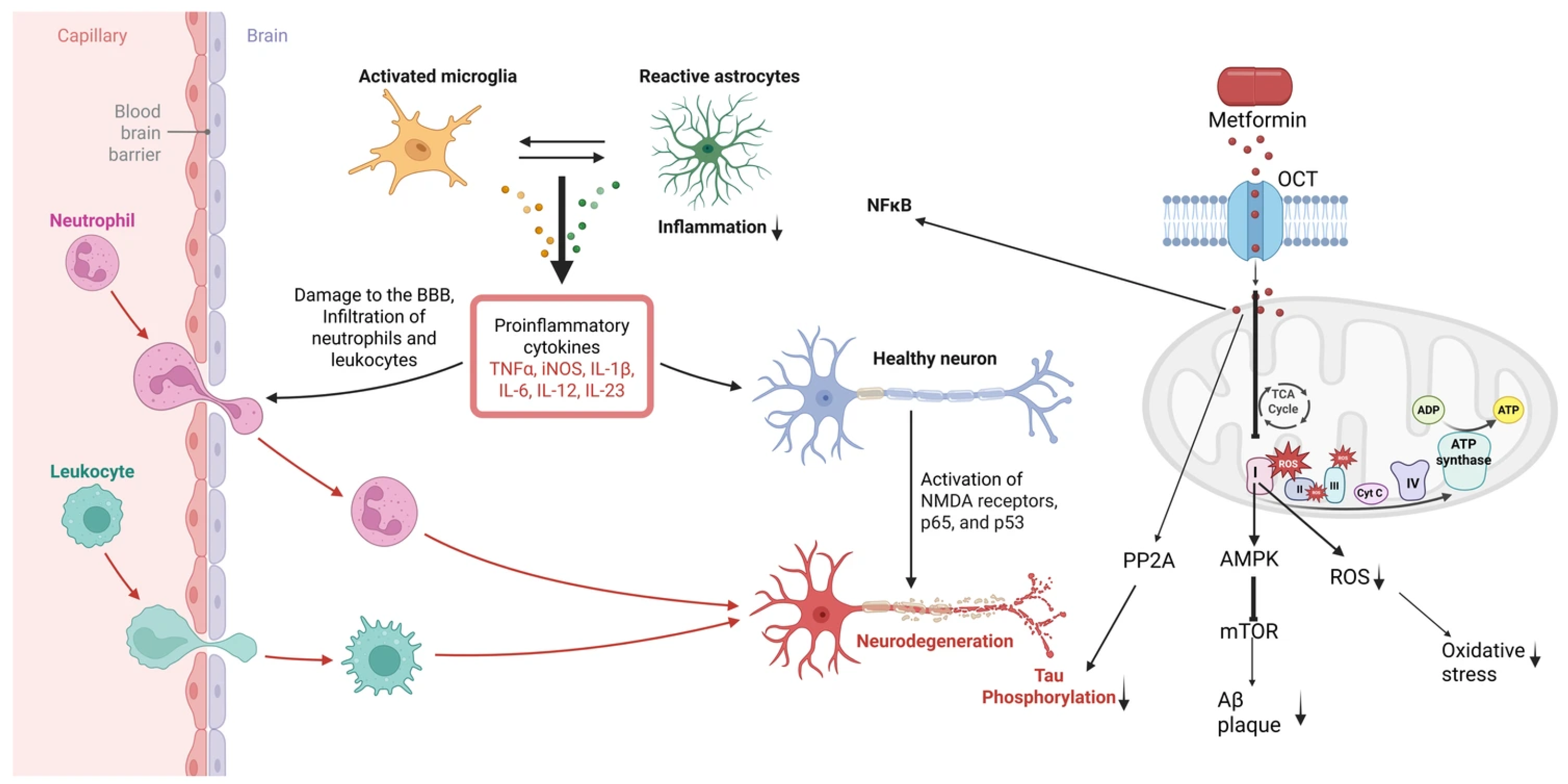 Antioxidants 14 01490 g001 Antioxidants 14 01490 g001